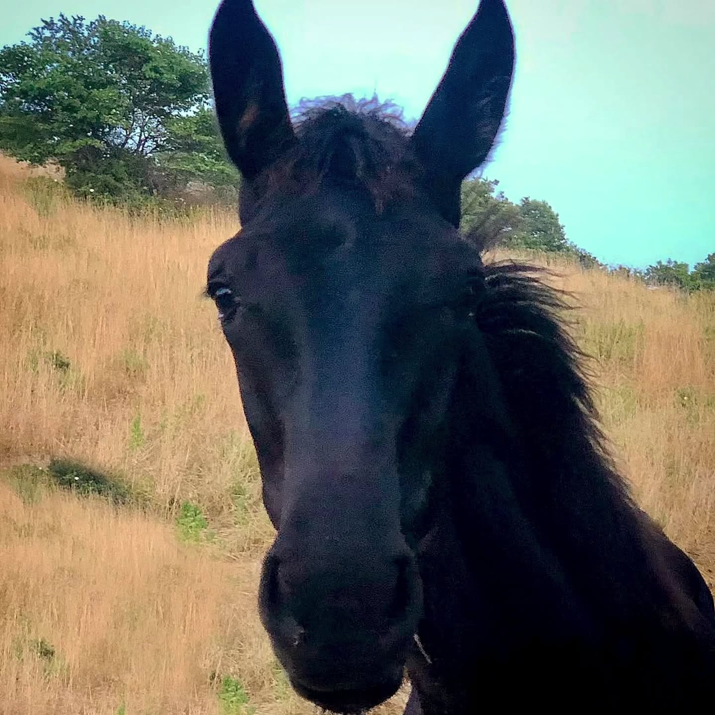 Ci sono sguardi che raccontano il futuro.
Ancora giovane.
Ancora curiosa.
Eppure già profondamente radicata nella libertà.
Questa giovane cavalla Maremmana cresce come ogni cavallo dovrebbe crescere: in branco, immersa nella natura, imparando ogni giorno attraverso le relazioni, il rispetto e la fiducia.
Ogni esperienza, ogni incontro e ogni passo contribuiscono a formare il suo carattere.
Non c'è fretta.
Perché il tempo è uno dei doni più preziosi che possiamo offrire ai nostri cavalli.
Ed è proprio così che nasce una vera compagna: sicura di sé, equilibrata e autentica.
Es gibt Blicke, die von der Zukunft erzählen.
Noch jung.
Noch voller Neugier.
Und doch bereits tief in der Freiheit verwurzelt.
Diese junge Maremma-Stute wächst so auf, wie Pferde aufwachsen sollten: in der Herde, eingebettet in die Natur und mit der Möglichkeit, jeden Tag durch Beziehungen, Respekt und Vertrauen zu lernen.
Jede Erfahrung, jede Begegnung und jeder Schritt formen ihren Charakter.
Es gibt keine Eile.
Denn Zeit ist eines der wertvollsten Geschenke, das wir unseren Pferden machen können.
So entsteht eine selbstbewusste, ausgeglichene und authentische Partnerin – nicht durch Druck, sondern durch Vertrauen.
#LePuledraieDiSterpeti #CavalloMaremmano #Maremmano #PasseggiateACavallo PuledraMaremmana #ReitenFürAnfänger Maremma Toscana Tuscany VisitTuscany HorseRidingTuscany HorsebackRidingItaly ReitenInDerToskana ReitenInItalien Reiturlaub Reitferien Ausreiten Reiten ReitenMitKindern HorseRidingForBeginners FamilyHorseRiding EscursioniACavallo Equitazione EquitazioneEtologica HorseCenteredBreeding Ethologie VitaNelBranco CrescitaLibera CavalliInLibertà RispettoERelazione Libertà GesundePferde HealthyHorses Nachhaltigkeit Pferdeliebe HorseLovers NatureLovers MonteArgentario MaremmaToscana AuthenticTuscany
