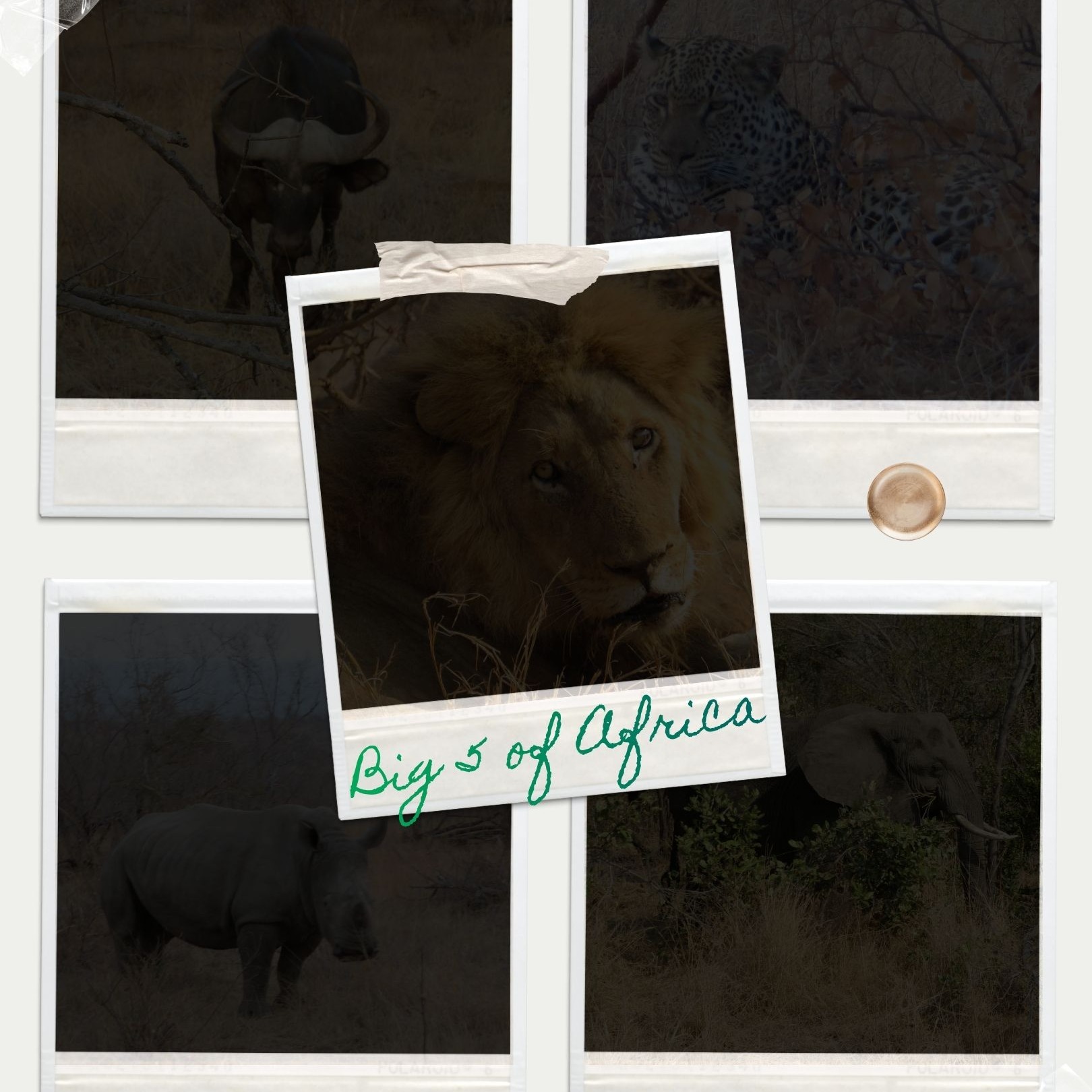 🇬🇧 We frequently discuss the renowned Big 5 of Africa, but can you name them? If you're unsure, we will gradually unveil them over the next few days, so stay tuned if you're eager to learn more about these iconic animals of Africa.
🇩🇪 Wir sprechen oft von den berühmten „Big 5“ Afrikas, aber können Sie sie auch alle nennen? Falls Sie sich nicht sicher sind: Wir werden sie in den nächsten Tagen nach und nach vorstellen. Bleiben Sie also dran, wenn Sie mehr über diese legendären Tiere Afrikas erfahren möchten.
🇫🇷 On parle souvent des célèbres « Big 5 » d’Afrique, mais savez-vous les citer ? Si vous n’en êtes pas sûr, nous vous les dévoilerons petit à petit au cours des prochains jours. Restez donc à nous suivre si vous avez hâte d’en savoir plus sur ces animaux emblématiques de l’Afrique.