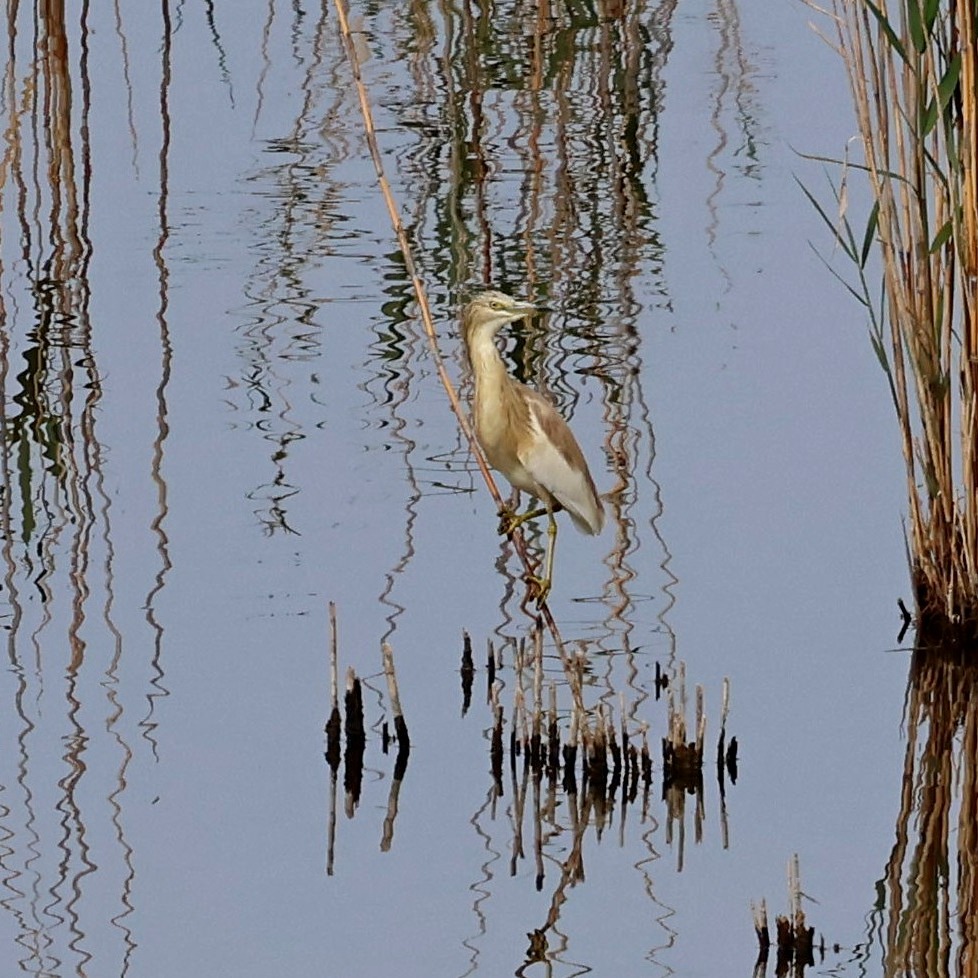 A squacco heron.
#islandwildlife #kefaloniawildlife #greekwildlife #guidedwildlifewalks #birdlovers