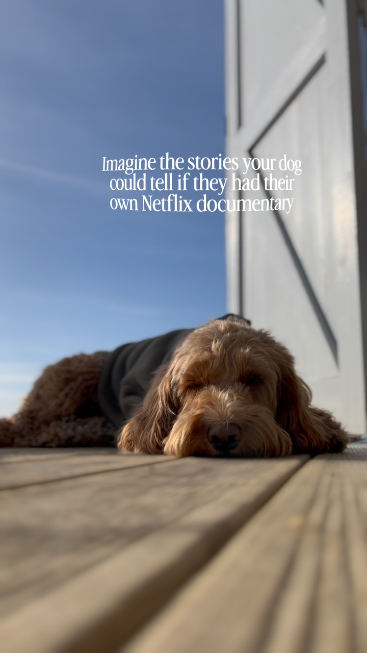 If dogs could spill the tea...
We'd all be a Netflix series right? 😂
#netflixdocumentary #beachdogs #beachhuts #thesummerreset26 #beachlife