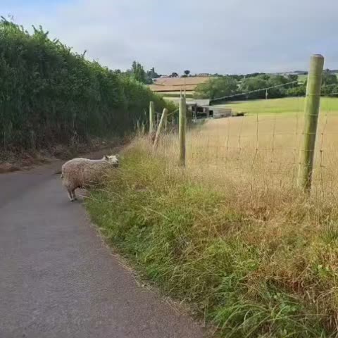 Lilly, the sheep that thinks she rules the farm 😂