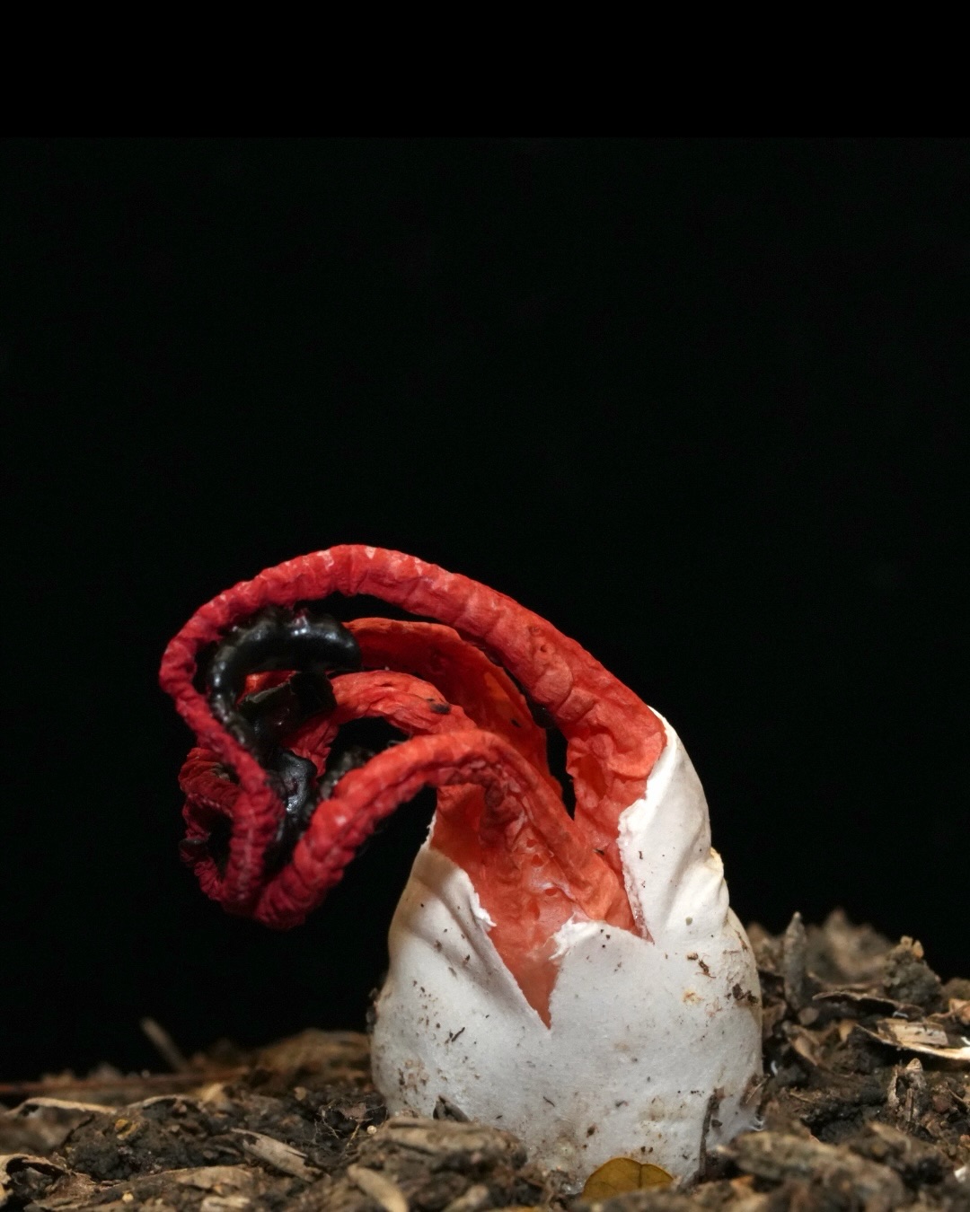 Este hongo de la familia Clathraceae es conocido como hongo jaula, hongo de látice o stinkhorn (hongo apestoso). Lo primero que notás cuando ves uno de estos es que tiene una forma extraña, toda esa estructura roja, esos brazos o esa jaula ramificada. Y al acercarte percibiras que huele a carroña. Es repugnante para nosotros, pero para una mosca, es una invitación.
.
Esa forma, esa estructura clathrate (que es como un lattice, una jaula abierta), existe para maximizar el área donde sale el olor. Mientras más superficie, más olor disperso, más insectos llegan. Los insectos se ensucian con la gleba (las esporas), y así las dispersan.
.
Cuando encuentres uno, registra el olor (tipo, intensidad), la estructura (¿jaula? ¿brazos?), el color, el sustrato. Sube a iNaturalist con “familia Clathraceae”, no necesitás identificar el género exacto. Así contribuimos a mapear la micobiota del Caribe colombiano