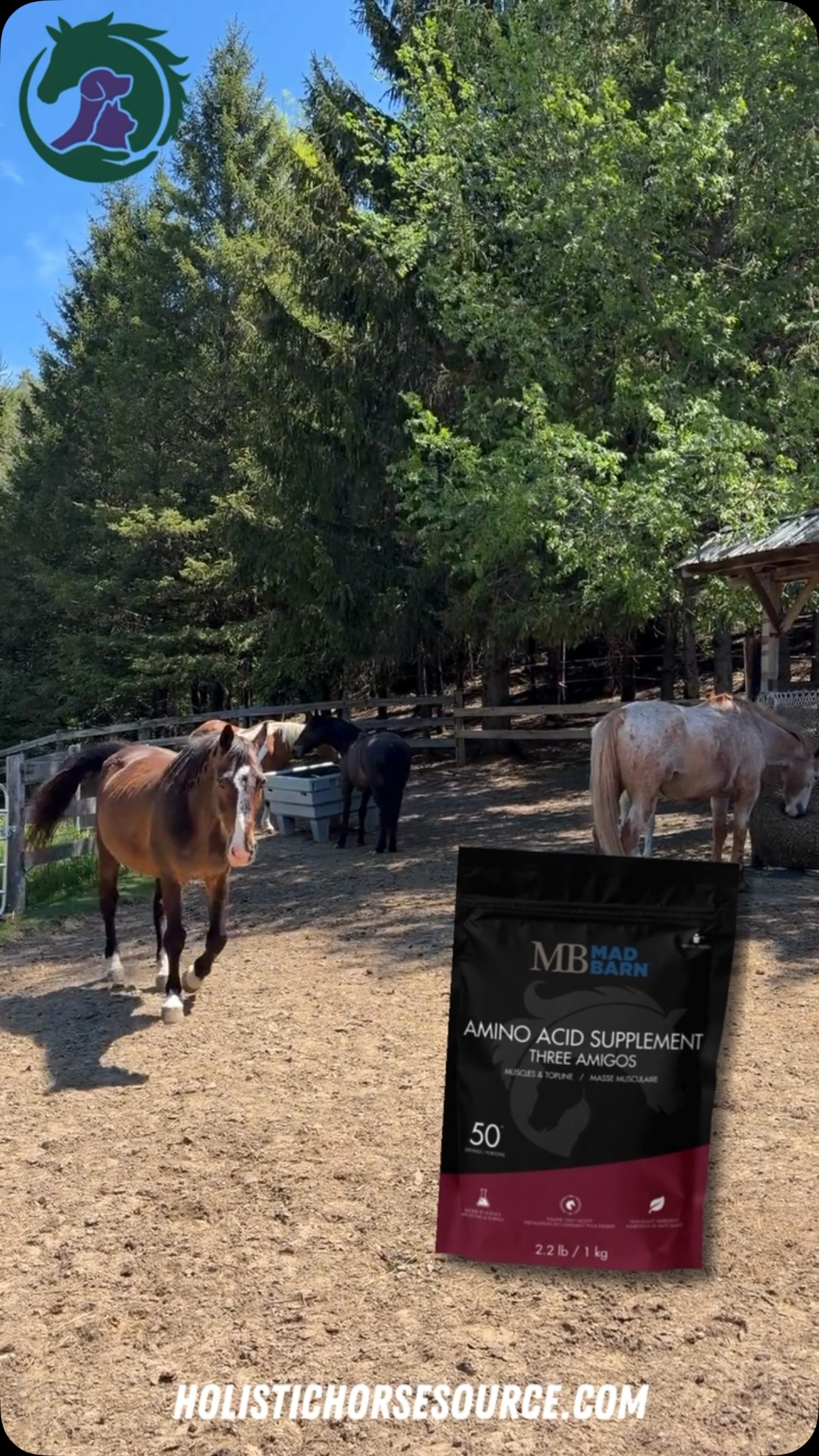 Building muscle and topline takes the right support.
Mad Barn Three Amigos is an essential amino acid supplement that helps support muscle development, topline condition, and healthy hoof growth.
Available at HolisticHorseSource.com
Tottenham pickup | Canada-wide shipping
#equinewellness #madbarn #horsesupplements #horsehealth #aminoacids