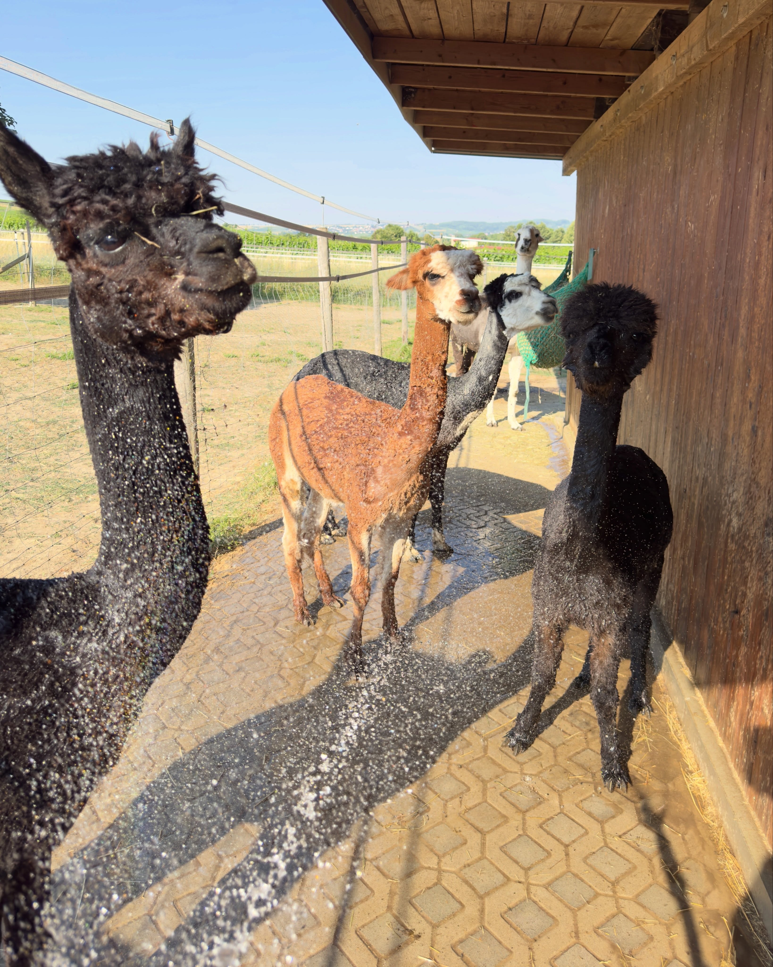 ☀️
Hallo ihr Lieben!
Hitzefrei geht weiter 🙏
Und das ist auch gut so!
☝️ Unsere To-Do-Liste heute:
🚿 Duschen für die Alpis 🦙
🍏 Erfrischende Snacks 🫏
🍉🥒 Extra Flüssigkeit 🐢🐓
🥕🫑 Leckereien 🐓
Hauptsache: Gutes Kraftfutter 🦙, Heu 🫏🦙, Kräuter 🐢 und Körner 🐓.
Denn: Snack ist Snack 😋
Seid herzlich gegrüßt und passt auf euch auf ✌️
🫏🦙🐢🐓 die Jungs und Mädels aus dem Selztal 🤗
#esel #lamas #alpakas #tieremachenglücklich #zuheiß