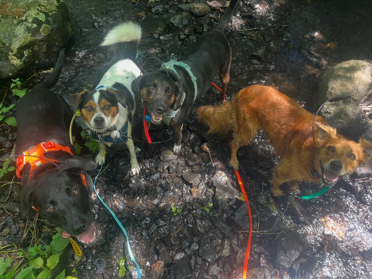 Thursday dogs beating the heat with early water based adventures ๐โ๏ธ