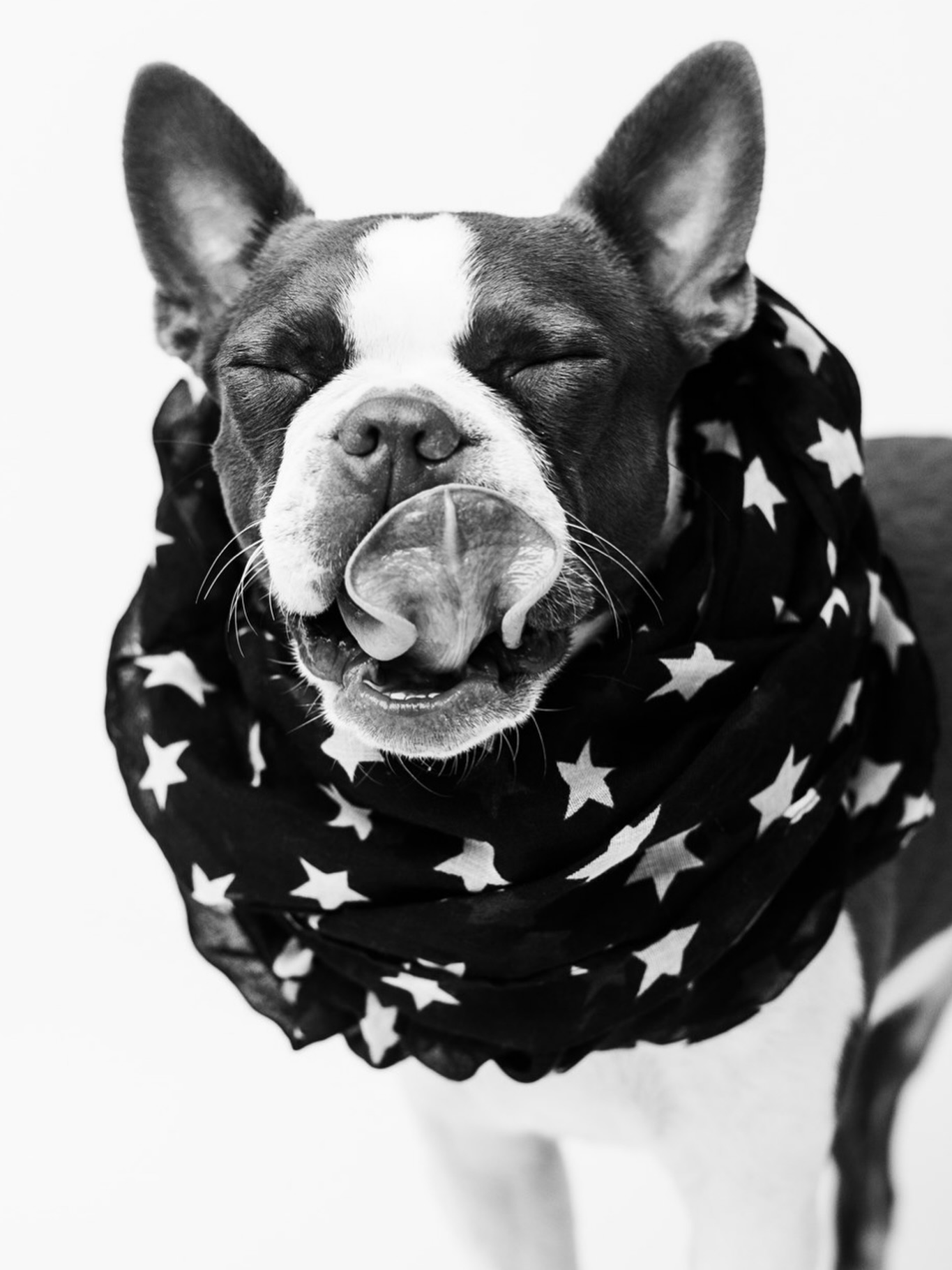 Happy Birthday, ‘Merica! Rue and Theo are excited for the trip under the bed tonight!
#thousandoakspetphotographer #patrioticdog #losangelespetphotographer #conejovalleyphotographer #thousandoaksphotographer