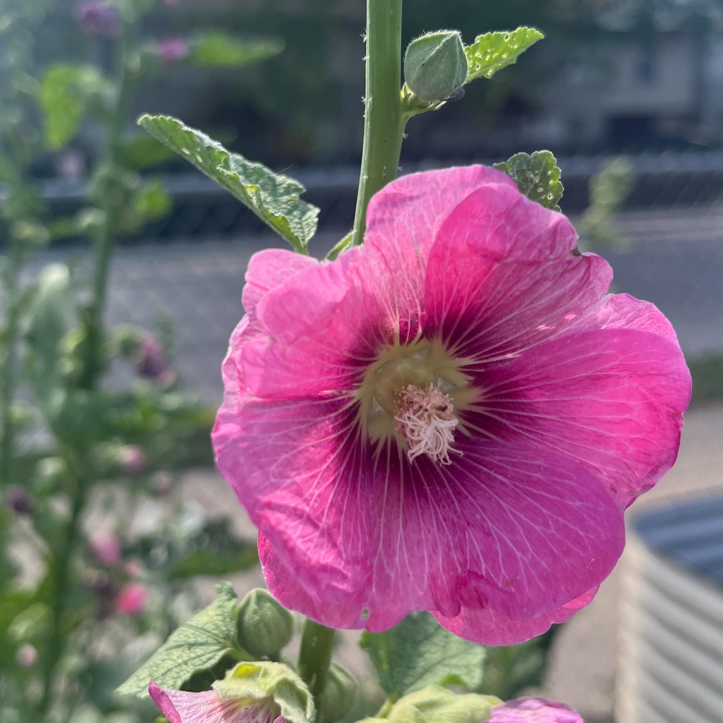 A few quick pics from the garden during this heat wave #communitygarden #chicagogarden #urbangardener