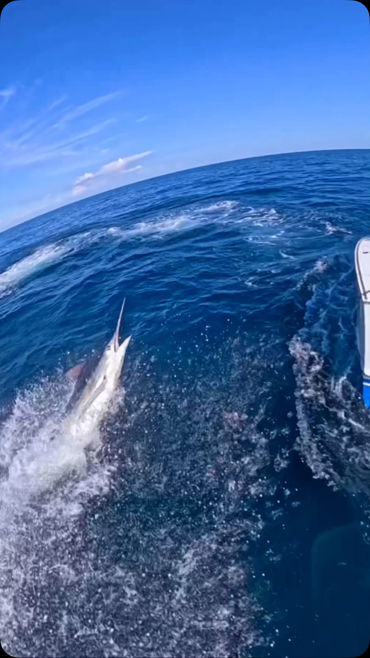 High Speed drive-by. This Blue Marlin on fly did a high speed 360 behind the boat and then body checked us. Got the legal 30mins later. Blue marlin have the most pure speed and power of any fish! Period. Fish w/ INTENSITY!!!
#pelagicgear #guatemalafishing #intensitysportfishing #gopro #goprofishing gopromax