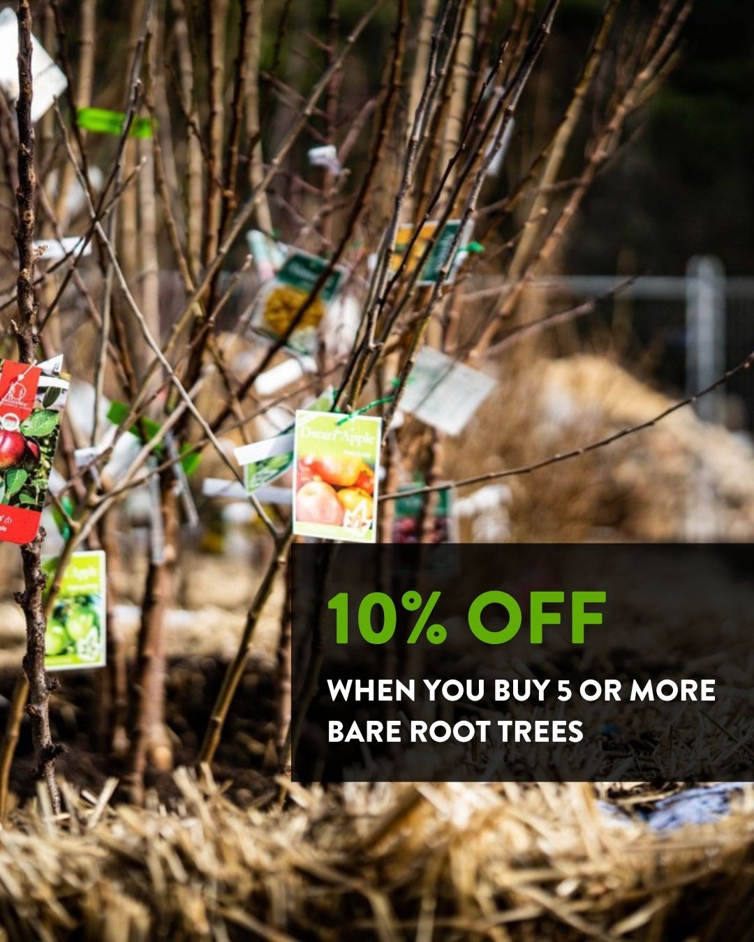Winter's Best Bargain! Explore our selection of bare-rooted trees – the cost-effective way to enhance your garden 🌱 The Nursery will even prune them before purchase, so they're ready to flourish come spring Don't forget to apply Seasol or plant starter after planting, followed by a gentle root-boosting feed a few weeks later for robust growth.
#barerooted #macedonnursery #macedongardensupplies #nurseryplants #macedonrangesgardens