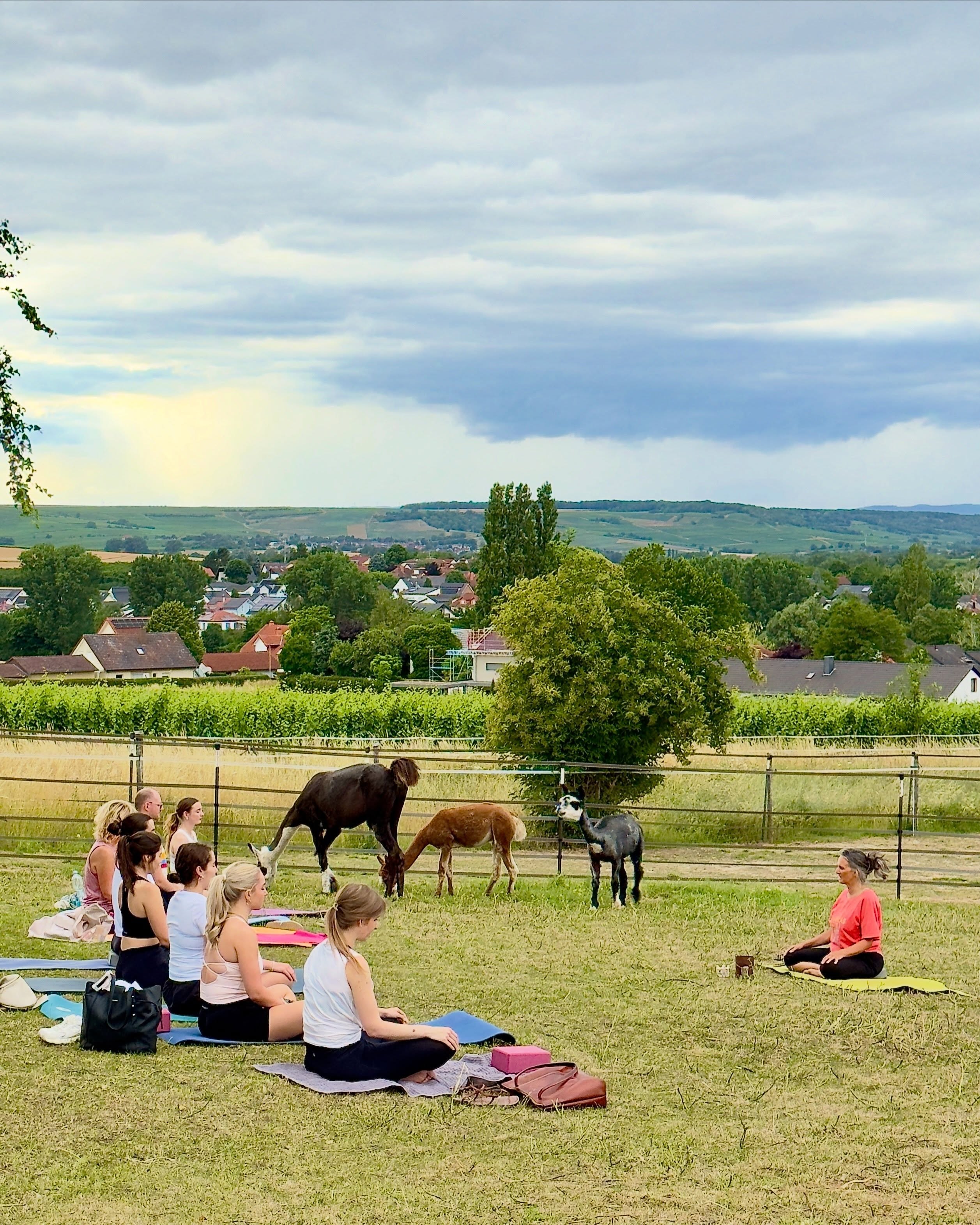 🪷
Hallo ihr Lieben 🫶
Gestern Abend war es wieder soweit: Die Yogamatten kamen raus!
Es war einfach wunderschön – und das Wetter spielte perfekt mit.
Ein sanfter Wind malte uns die schönsten Wolkenbilder an den Himmel.
Bei angenehmen Temperaturen haben wir die Zeit auf unserer Weide so sehr mit euch genossen.
Wir freuen uns jetzt schon auf den 16. Juli, wenn es wieder heißt: „Yoga auf der Wiese“ mit @simone_happy_yoga_flow 🤗
Beste Grüße,
🫏🦙 die Jungs 🙏
PS: Wir Eselchen kamen auch nicht zu kurz 🤗 Nach dem Yoga wurde uns noch ein Besuch abgestattet 🩶
#yoga #lamas #alpakas #tieremachenglücklich #esel