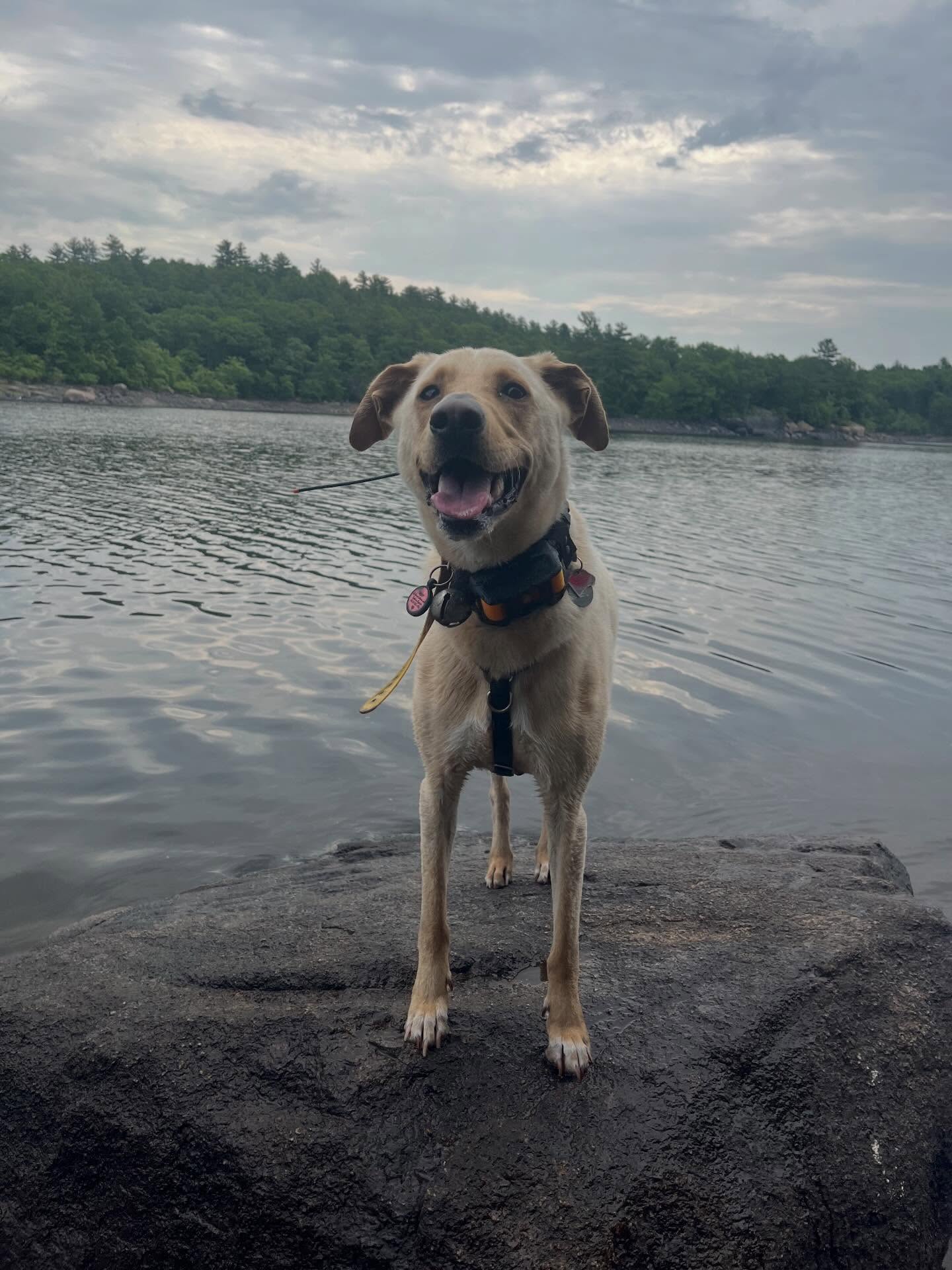 Wishing everyone a happy and safe July 4th holiday!
#hikingwithdogs #fearfree #maldenma #everettma #positivetraining