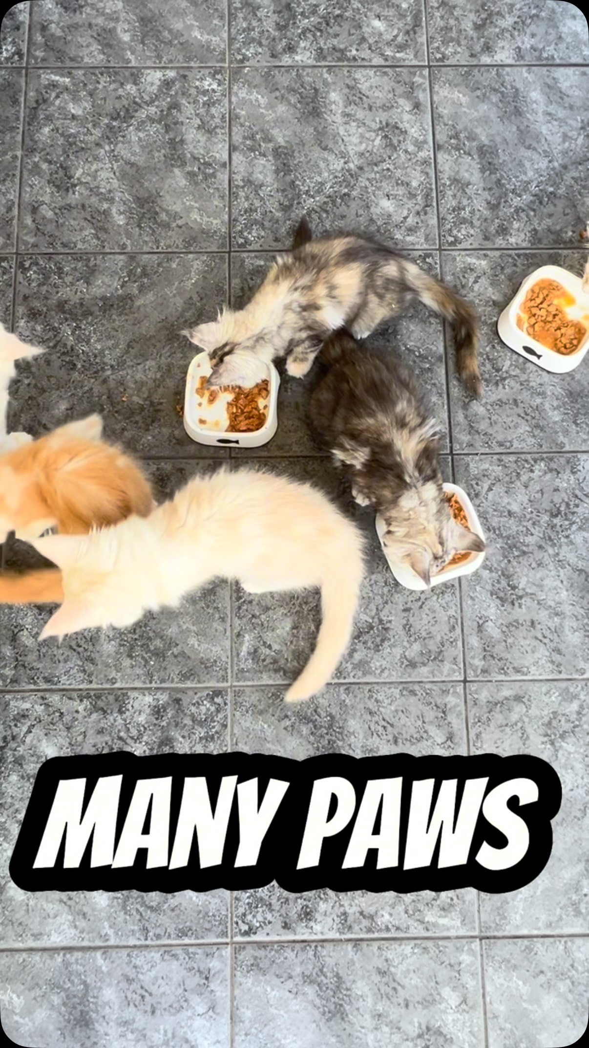 How many cats do you have? 😉#catsuk #cats_of_instagram #catlovers #mainecoonkitten #fluffycat