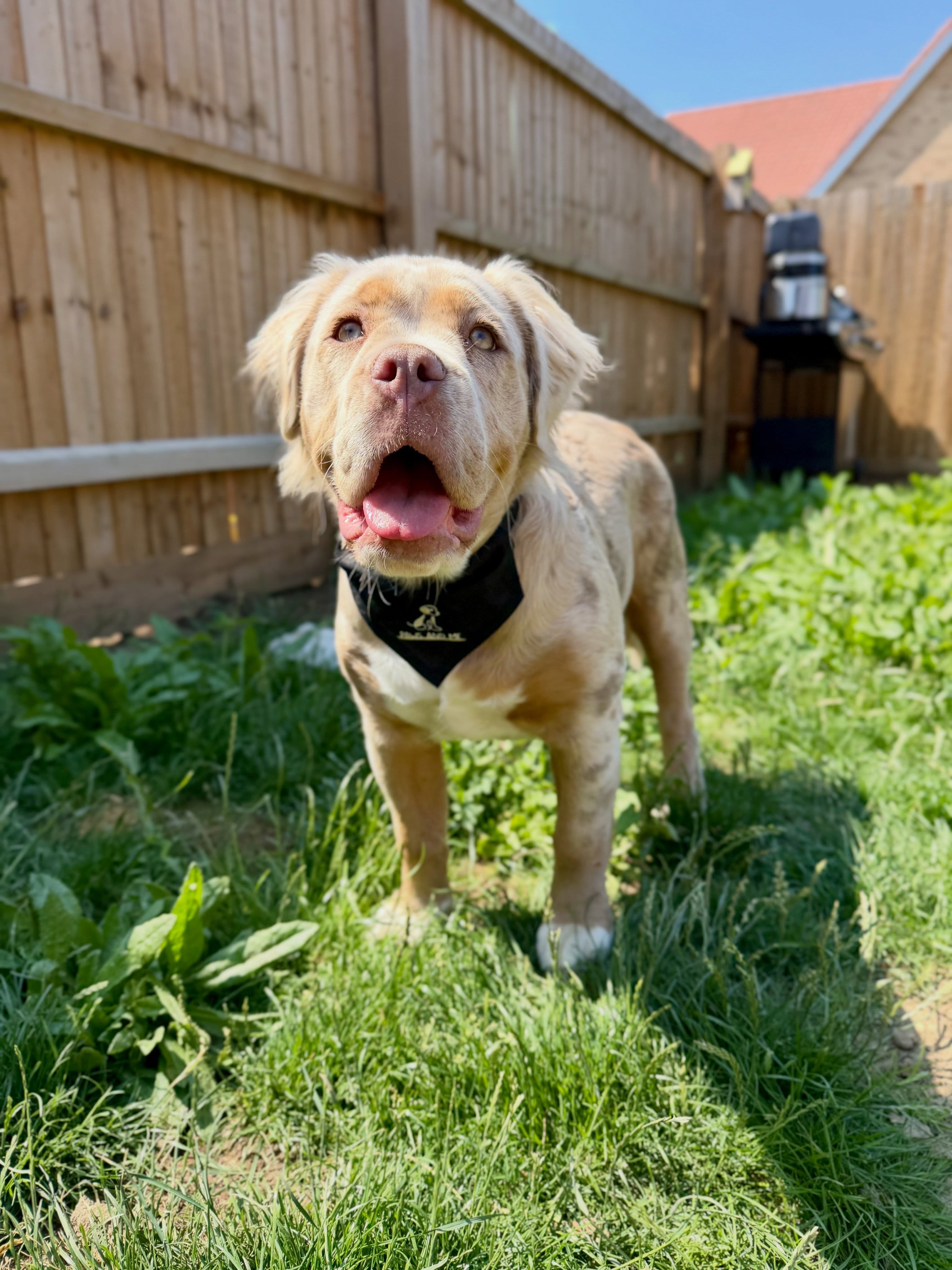 🐾 MABEL 🤎
Everyone meet Mabel, the mammut bulldog puppy who’s officially joined the Paws and Me gang! She may be getting big already, but she’s still the cutest little puppy around. Welcome to the crew, Mabel! 🐶
Our Group Walk availability is limited! Enquire today if you need help with your pooch💌
#Dogsofinstagram #doglover #dogs #dogwalker #essexdogwalker