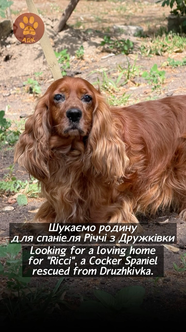 Шукаємо родину для спаніеля Річчі з Дружківки! (⬇️ENG)
Річчі жив у найнебезпечнішому районі міста, на околицях. Люди пішки привели його до наших рятувальників.
Річчі давно жив без господарів, майже втратив сенс життя.
Йому дуже потрібна родина. Він дуже невибагливий і спокійний компаньйон. Товаришує з іншими собаками, і з котиками.
Дуже любить гуляти та загалом на собак на вулиці не звертає увагу. Вдома охороняє :)
Дуже любить полежати після прогулянки. А ще більше любить, коли йому чешуть животика. Дуже хоче, щоб його любили та гладили.
Обожнює їздити в машині :)
Річчі чекає на своїх господарів!
Контактний номер для всиновлення:
+380990416703 (WhatsApp / Viber / Telegram)
Зробити донат можна за посиланням у біо чи в коментарях 👉
Looking for a loving home for Ricci, a Cocker Spaniel rescued from Druzhkivka!
Ricci lived on the outskirts of Druzhkivka, in one of the city’s most dangerous neighborhoods. Kind people walked him to our rescuers to bring him to safety.
Ricci had been living without a family for a long time and had almost lost his joy for life.
He desperately needs a home. Ricci is a calm, easygoing companion who gets along well with other dogs and even cats.
He loves going for walks and generally ignores other dogs he meets outside. At home, though, he’s happy to keep watch. :)
After a walk, he loves stretching out and relaxing. Even more than that, he loves having his belly scratched. He simply wants to be loved, petted, and close to his people.
And he absolutely loves car rides. :)
Ricci is waiting for his forever family!
Adoption contact:
+380990416703 (WhatsApp / Viber / Tel