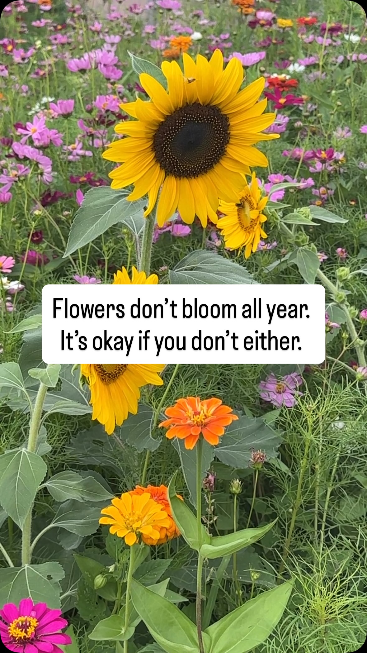 It’s okay to rest.
It’s okay if your bloom is in a different season than everyone else.
When you’re easy to shine, shine bright.
I’ll be here ready to celebrate and take photos for you whenever you are ready. 💛🌻💛
#dallasphotographer #richardsonphotographer #planophotographer #dfwphotographer #garlandphotographer