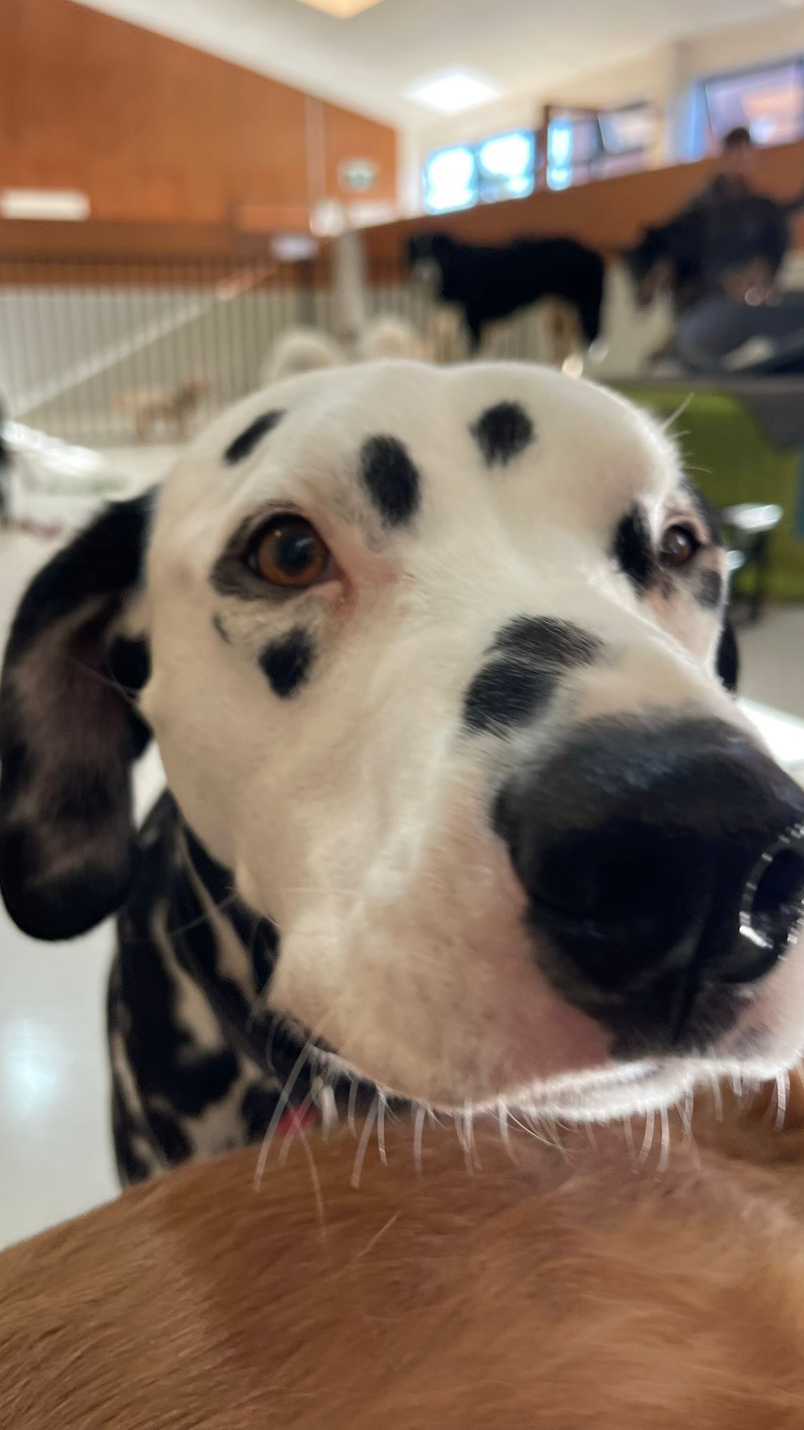Monday madness 🤪😆🐾💛🐶
.
.
.
.
.
.
#dogdaycare #dogfun #doglife #dogsofauckland #fun