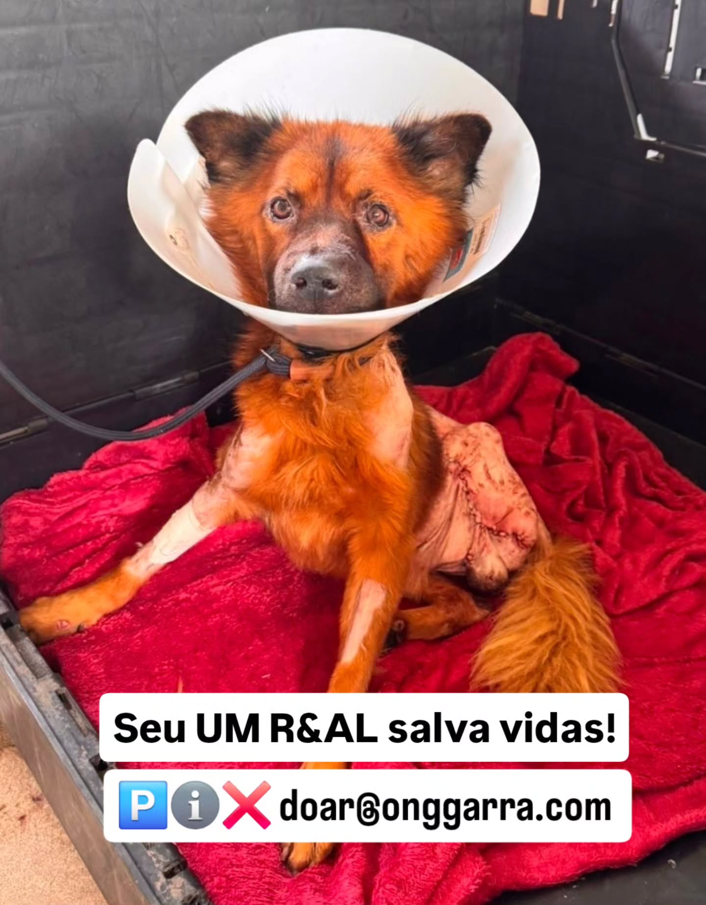 Para que mais milagres do amor do GARRA aconteçam, nós precisamos continuar contando com a sua ajuda.
E acredite! UM REAL faz toda diferença.
Se todo amigo do GARRA doasse UM REAL todas as contas estariam pagas e não estaria faltando nada para os nossos animais...
Mas enquanto você achar que UM REAL é pouco e não vai fazer diferença, os nossos animais vão continuar passando necessidade. 💔
Te pedimos: podemos contar com o seu UM REAL hoje?
A 🔑 🅿️ℹ️❌️ para doar é o 21 98024-1232 ou doar@onggarra.com
#Billygarrinho #garrinhos #ajudeogarra #onggarra