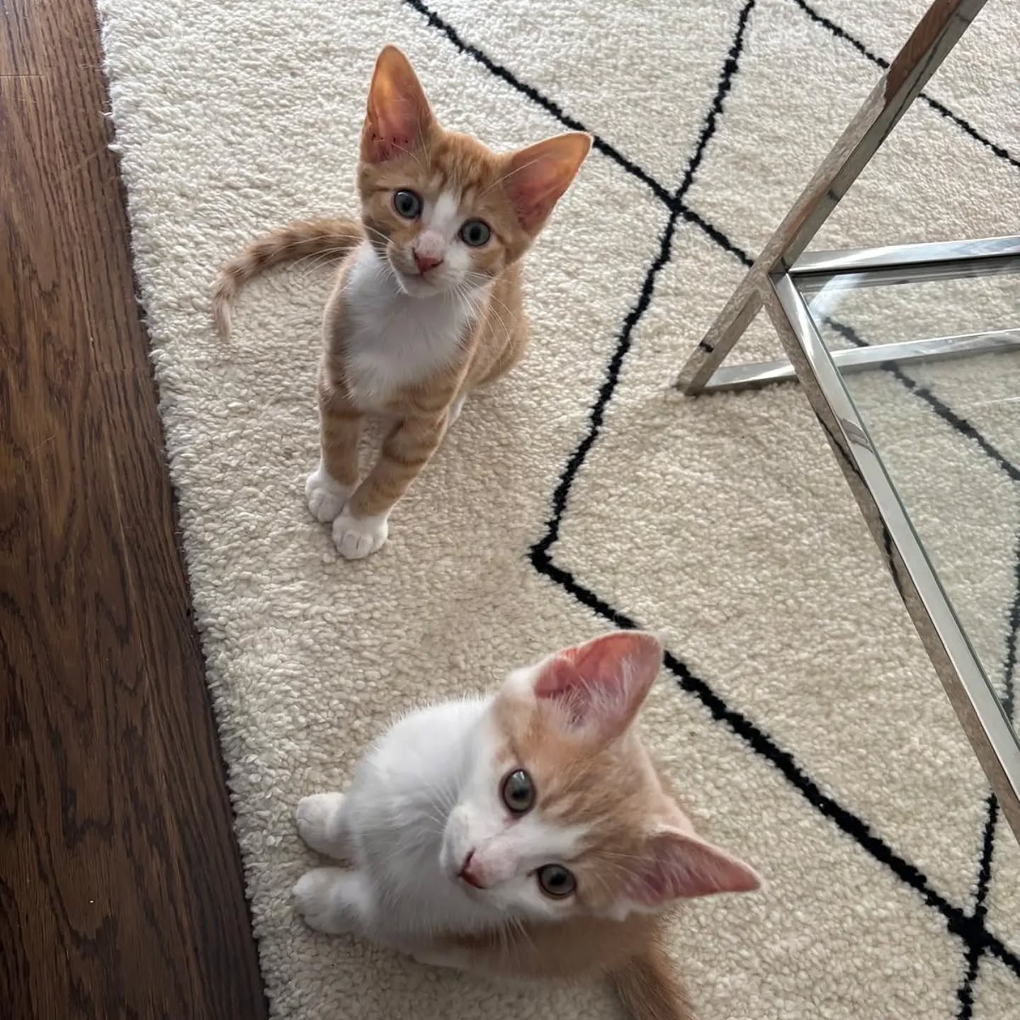 Hamish & Stewie - males / 3 months old
These gorgeous brothers are looking for a forever home where they can share all the love, laughter, and entertainment they have to offer.
Hamish is the ultimate love bug. From the moment you meet him, he'll charm you with endless purrs and his irresistible personality. He adores tummy rubs, chasing foil balls and toy mice, and finding the highest spot in the room to keep an eye on everything—whether that's the sofa, a chair, or your lap!
Hamish has so much love to give and would thrive in any home where he can enjoy plenty of cuddles, attention, and playtime. He's guaranteed to keep your biscuit tin overflowing!
Stewie is the cheeky one! Full of energy and curiosity, he's always investigating something he probably shouldn't—your coffee mug, your laptop, or whatever has caught your attention.
When he's finished wrestling with Hamish, you'll find him stretched out in a sunny spot, watching the world go by or curling up on your lap for a well-earned nap. While he's a little more reserved than his brother at first, Stewie shows his affection in his own sweet way, rewarding your patience with purrs, chin scratches, cuddles... and making sure you're never late with dinner!
These easy-going brothers would suit almost any loving home. They're playful, affectionate, and full of character—the perfect pair to fill your home with fun and companionship.
---
📄 For more information about adoptions please head to our website. Be sure to read our resources and FAQs while you’re there!
🙏 Please consider donating via our fundraiser posts or the link in our bio. PayPal Giving Fund has no commission or payment fees. ALL donations go towards vet bills.
💊 Please be aware that some kitties may have pre-existing medical conditions that require a more expensive insurance policy. Ages are usually estimated.