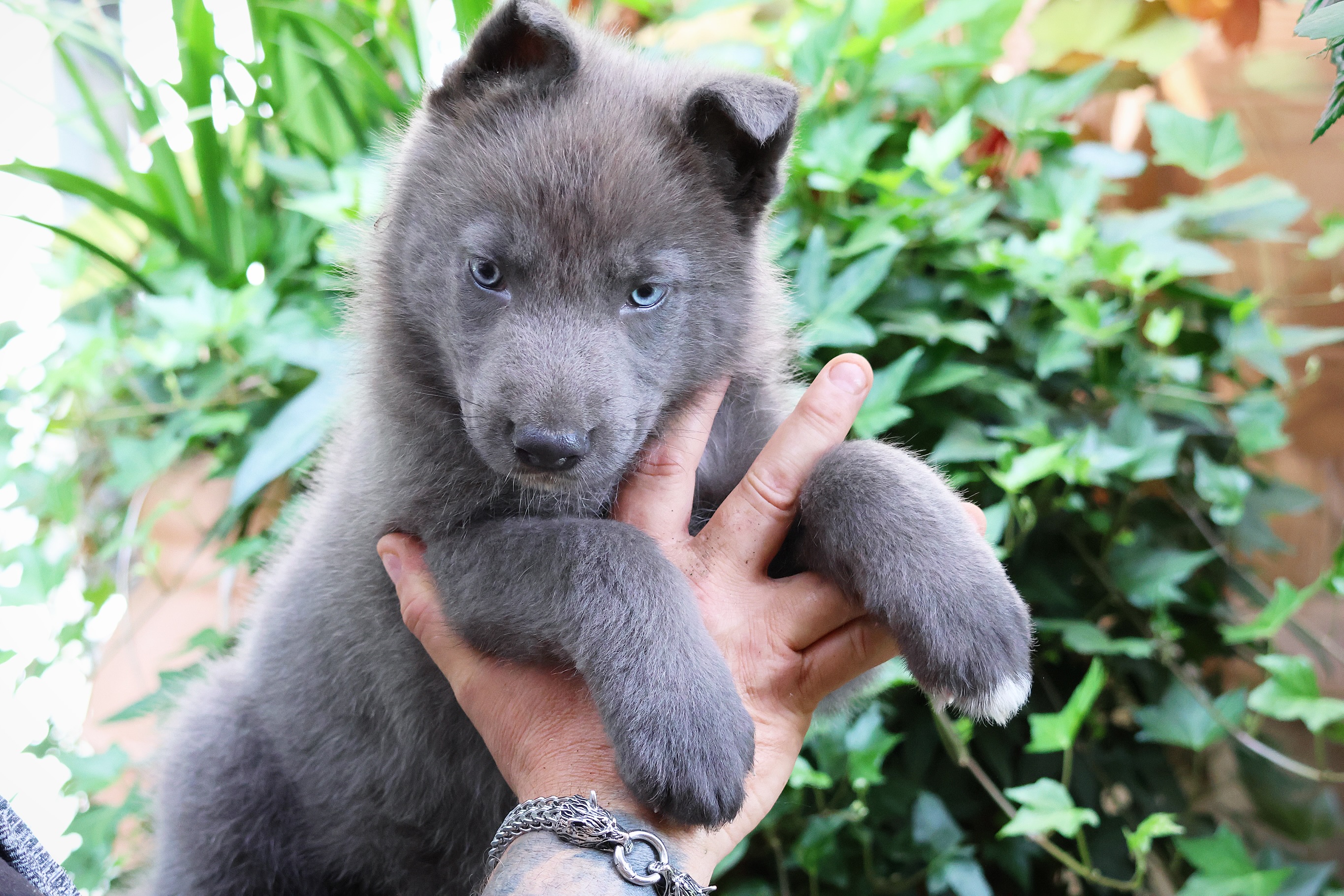 Une rare merveille née à l’élevage, une femelle bleue aux yeux vairons 😍 ne vous fiez pas à son air redoutable, c’est un amour de chiot, hyper câline et pot de colle, super maline et intelligente 🥰
