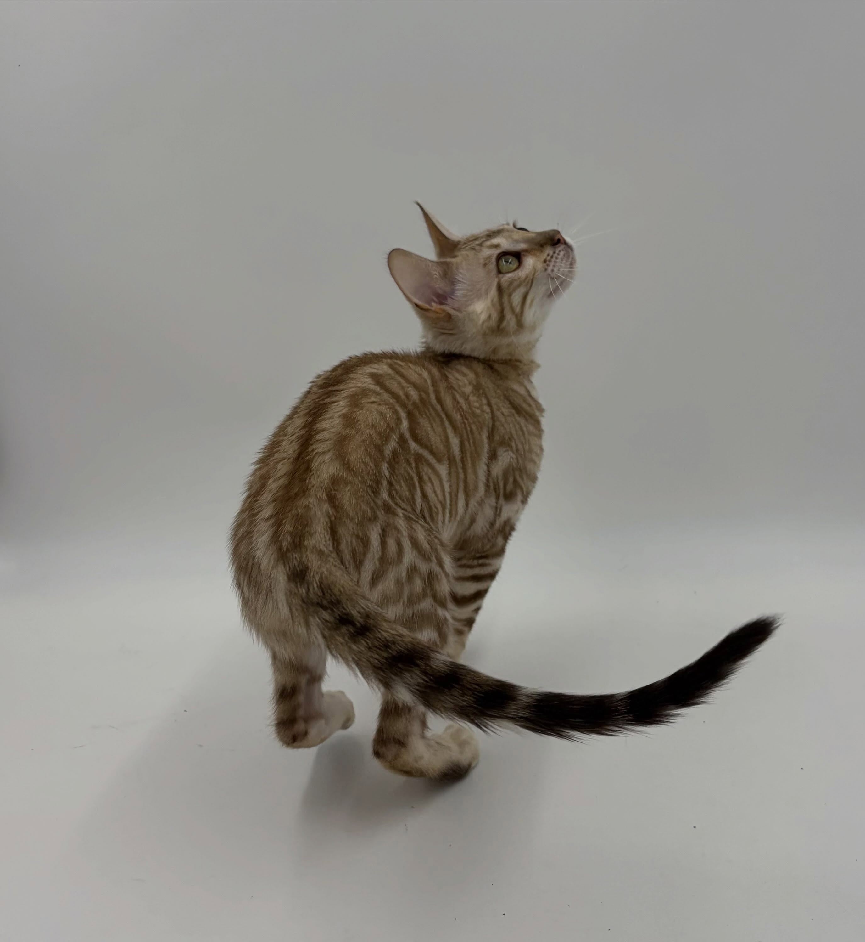 *Discounted* TICA Registered Bengal Kittens
We currently have beautifully raised Bengal kittens available from health-tested, TICA-registered parents. These kittens are being raised in our home with daily handling, socialization, and exposure to normal household life, ensuring confident and well-adjusted companions.
Bengals are intelligent, active, and social cats who thrive in homes that can provide interaction, enrichment, and companionship. All kittens are litter trained, well-socialized, and used to household activity and daily handling.
Available Kittens
Seal Mink Spotted Female
Born February 17, 2026 (Ace x Fawn)
Cuddly but playful. She enjoys interactive play sessions and also loves settling in for quiet snuggles afterward. A nice balance of energy and affection.
Brown Marbled Female
Born February 17, 2026 (Ace x Fawn)
A curious and observant kitten who loves exploring everything around her. She enjoys watching, investigating new things, and staying involved in whatever is happening in the home. Confident and inquisitive personality.
Brown Spotted Male
Born February 9, 2026 (Ace x Zari)
Very cuddly and talkative. He loves human interaction, follows people around, and enjoys “chatting” and being held. A very affectionate, people-focused kitten.
Health & Genetics
Our breeding program focuses on health, structure, and temperament.
Parents are:
* TICA Registered
* HCM clear
* PRA: N/N
* PK-Def: N/N
* FeLV/FIV negative tested
Kittens are raised with careful attention to health, social development, and stability.
What’s Included
Each kitten leaves with:
* TICA registration
* 2 FVRCP vaccinations
* Deworming completed
* Microchip
* Spay/neuter
* Starter food (wet & dry)
* Blanket
* Toys and care items
* Two-year health guarantee
* 30 days of complimentary pet insurance
Shipping/delivery available (additional cost, depends on location and other requirements).
We are located in Innerkip, Ontario, Canada.
•
•
•
#bengal #bengalcat #bengalkitten #bengalbreeder #tica