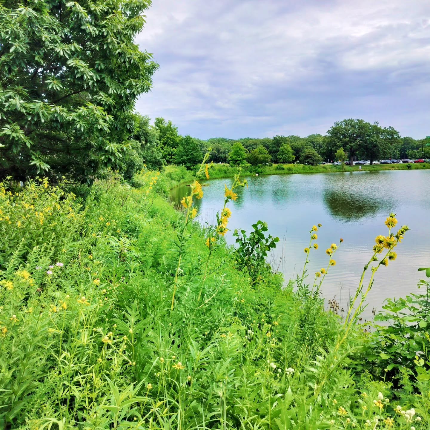 Friday Gratitude. Over many years, the land around the edge of Lake Oakton has been transformed from boring, expensive-to-maintain turf grass to beautiful, diverse prairie and savanna habitat that supports thousands of species, reduces runoff pollution into the lake from the parking lots, and brings beauty in every season to the campus.
Under the guidance of Oakton's naturalists over the last few decades, this area now features native oaks, hawthorns in the upland areas and water-loving alders and willows near the water's edge. There are over one hundred species of native prairie and savanna plants providing food, protection, nesting sites, and cover for literally thousands of species of birds, insects, mammals, reptiles, and amphibians.
Here are just a few of the species that benefit from this lovely landscape. Go for a stroll around the lake during any season and you will be richly rewarded.