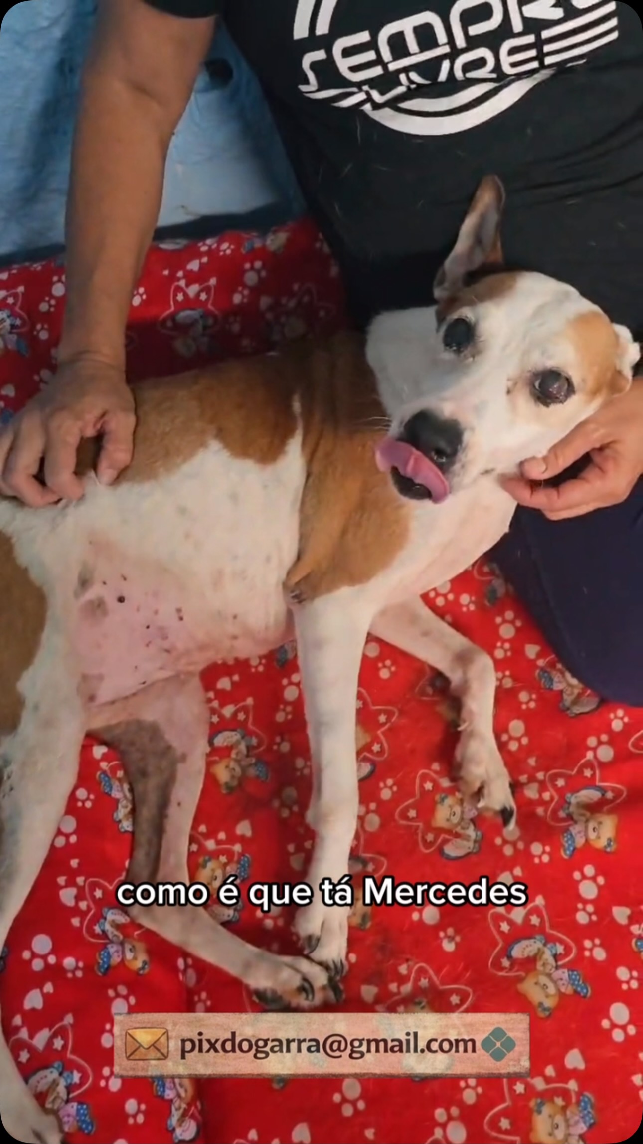 Mercedes está passando para lembrar que temos muitos Garrinhos em tratamento, idosos, com câncer e filhotes e eles demandam cuidados e atenção constante.
Estamos na 1ª sexta de Julho, as contas estão chegando e ainda temos contas de dois meses atrás que não foram pagas
Temos vocês aqui amigos e sei que se cada um ajudar um bocadinho só nós entraremos o mês podendo fazer muito mais pelos animais e o que é fundamental: manter nossos Garrinhos alimentados, tratados e felizes.
As formas de ajudar estão no vídeo, nos comentários e deixo também o link para quem quiser se tornar um apoiador mensal:
🧑💻👉 www.apoia.se/garra
No garranimal.com.br também temos as formas de ajudar
#garranimal #onggarra #mercedesgarrinha #cachorro #adote