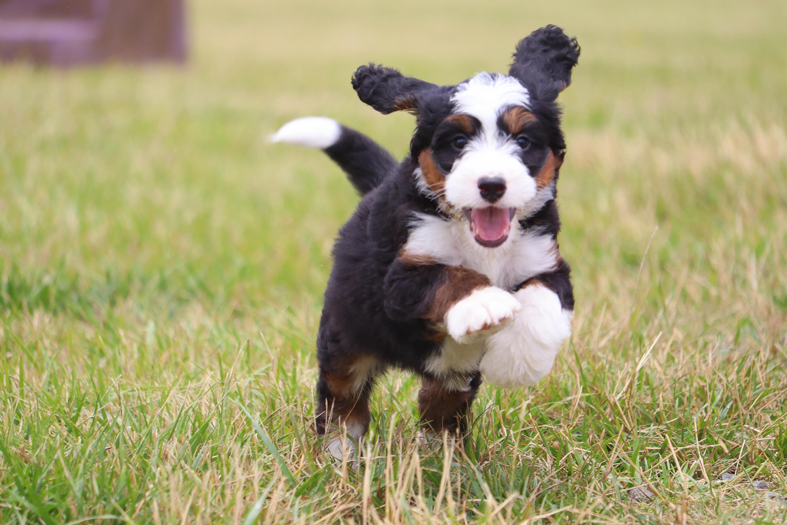 Blu babies enjoying a romp around outside inbetween rain storms #LKBernedoodles #Bernedoodles #bernedoodlebreeders