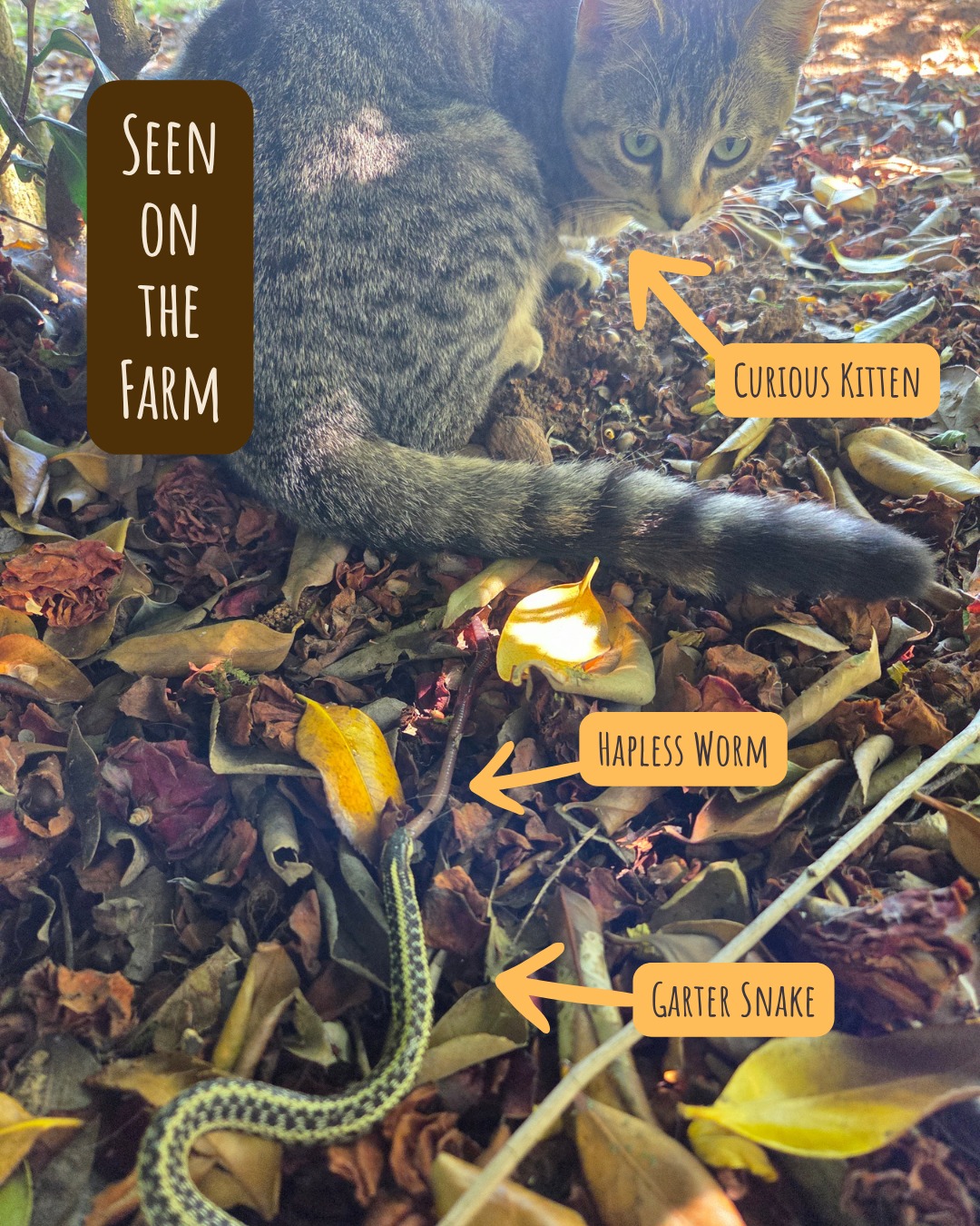 Our young mouser was training her skills at hunting and found something interesting to study! If you zoom in you can see the snake has that worm in his mouth and has a long way to go to finish his meal!