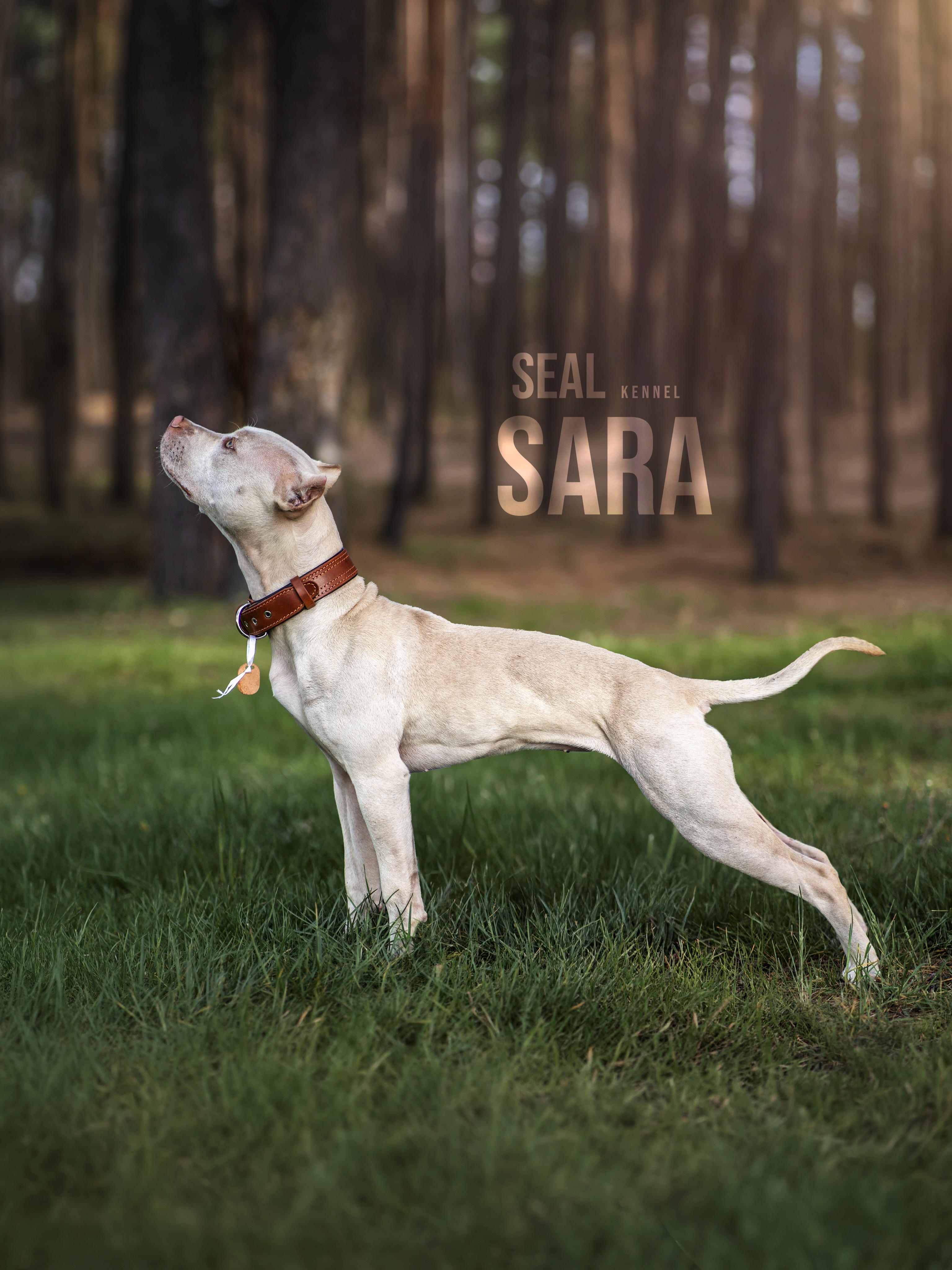 Time and time again, I see how one exceptional dog can change the way people see them all. I hope our incredible Sara will make you fall in love with light-colored Pit Bulls and inspire you to welcome one into your own family.
Not for sale.
#sealkennel #sealpitbull #whitepitbull #rednousepitbull #apbt