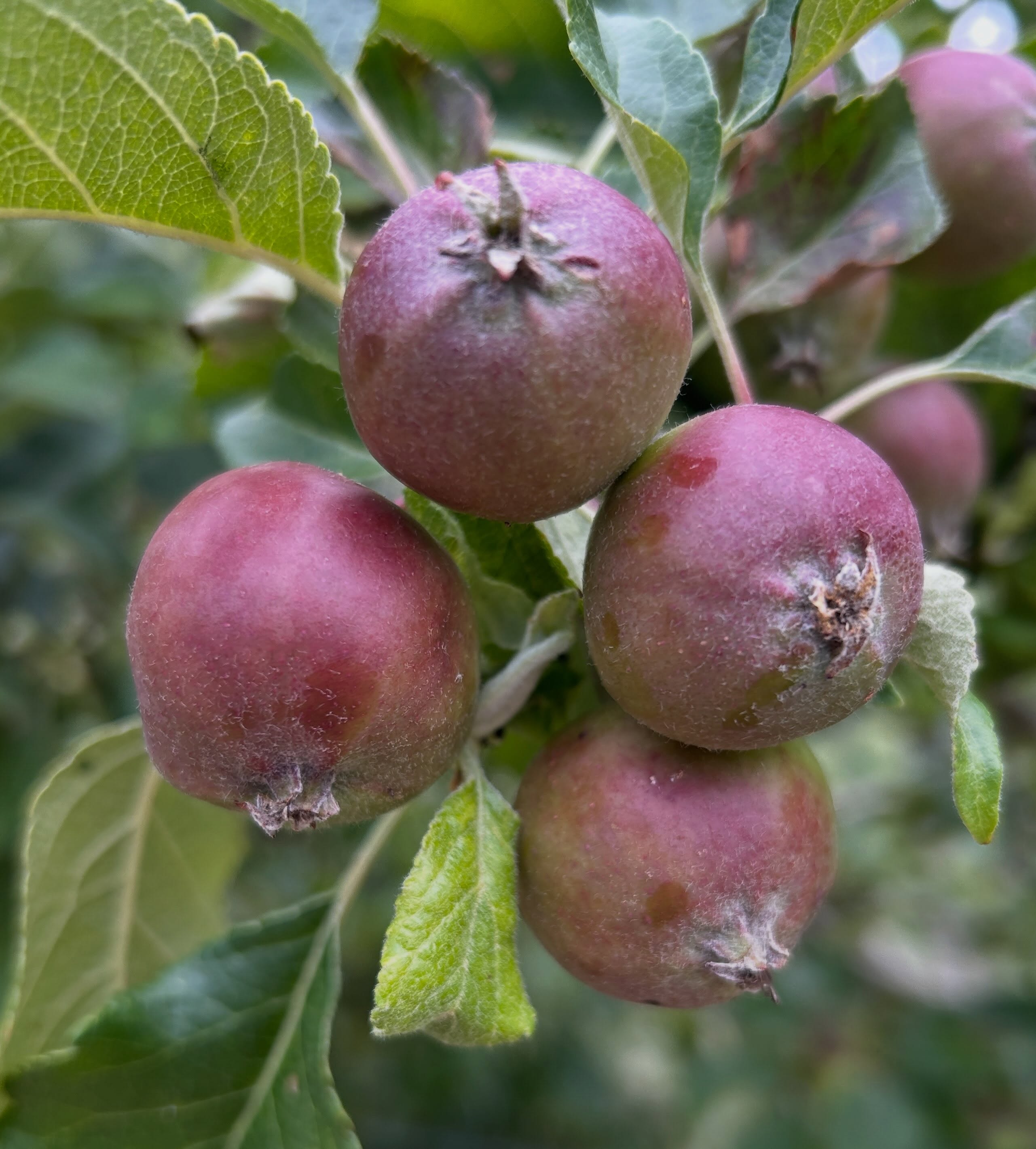 Apples enjoying this sun and growing well. We just need to keep the squirrels away! They will clear the lot!
How are your apples and pears looking this year? Did you survive the tent moth caterpillars?
#apples #orchard #oxford