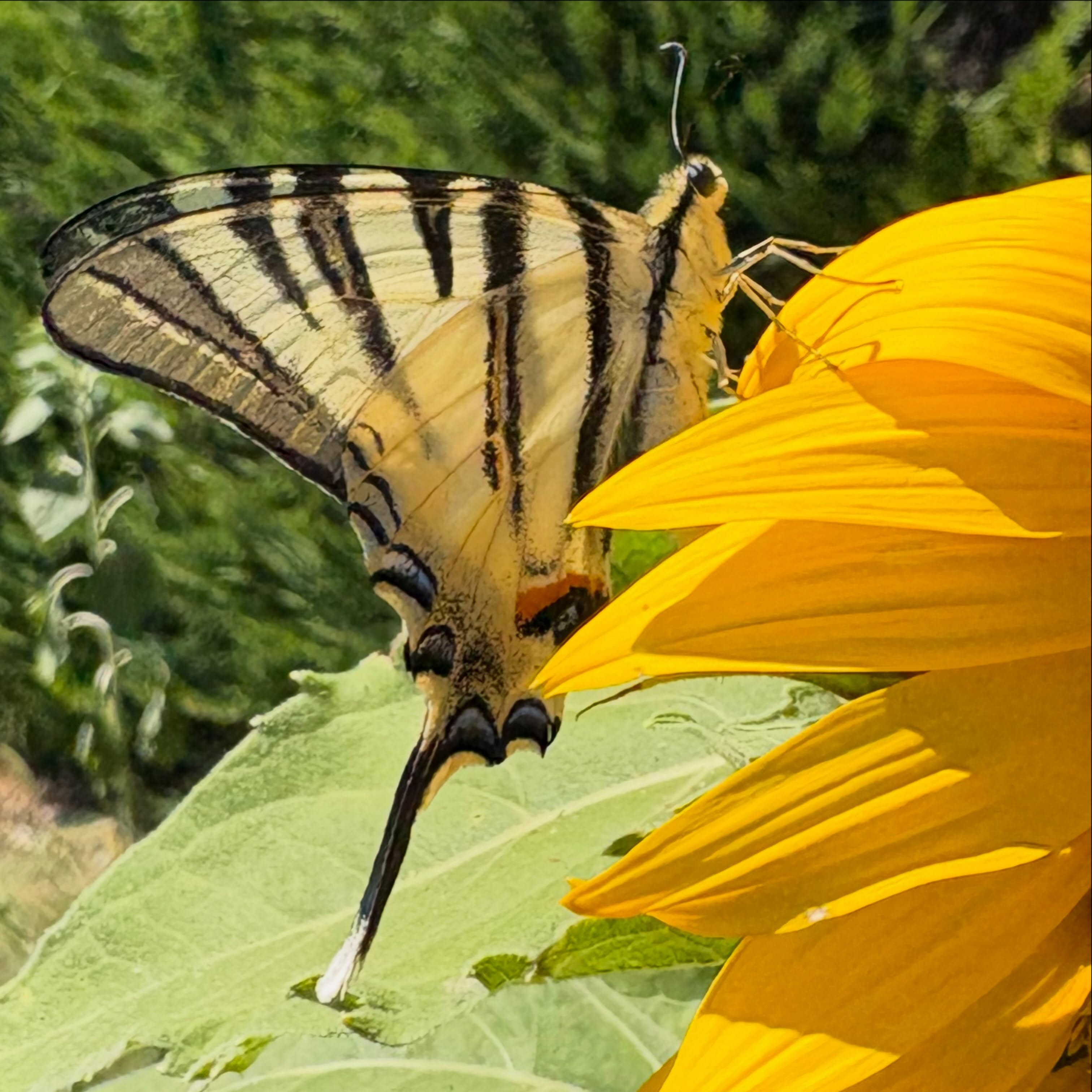 So lucky to catch this swallowtail, on a sunflower no less, on our next stage of our Van Gogh journey. The butterfly landed on the flower in the field behind Saint Paul de Mausole, the monastery and asylum where Van Gogh received treatment from May 1889 to May 1890. Van Gogh painted the field fourteen times, and made many other famous works during his stay here, including almond blossoms and starry night. The place is still used as a center of expertise in mental health and research in art therapy. In some ways, it feels like time has stood still, and it is easy to understand the inspiration Van Gogh found in the bright and beautiful landscape where you never can tell whether something is green or blue or both.
