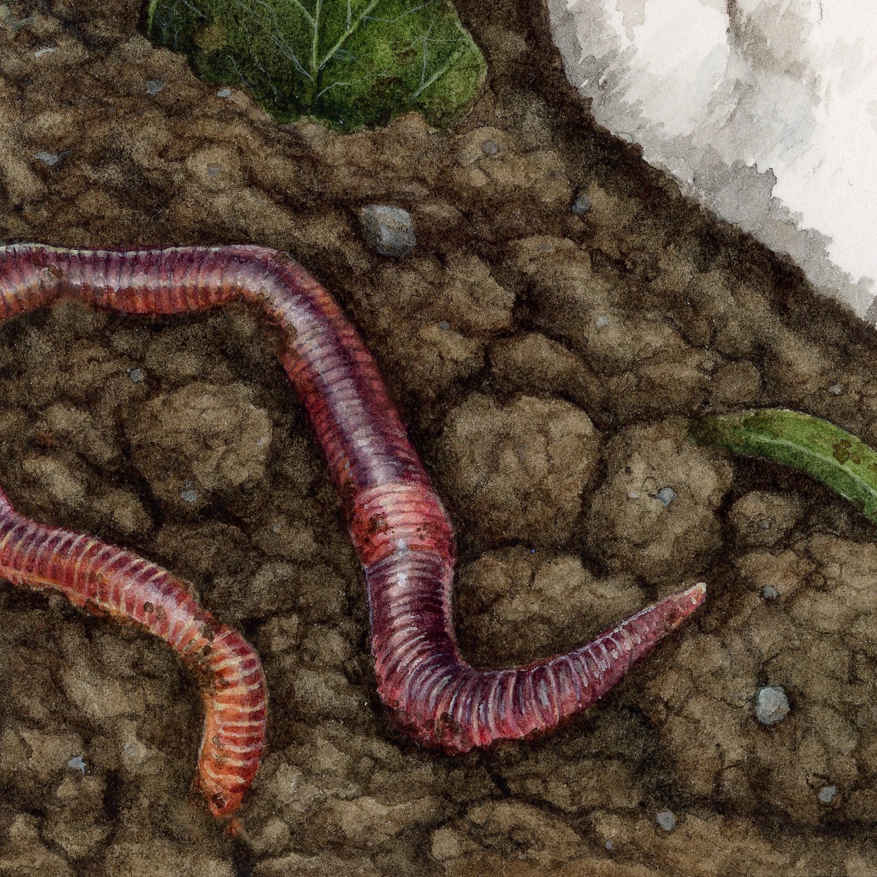 I wanted to give the earthworm from my eastern mole painting his own time to shine on the ‘gram! I’m excited to finally be painting the fur on the mole today. I’d love to have this painting wrapped up by the end of the week…stay tuned! 🪱🎨🤎
#earthworm #watercolor #wip #fineart