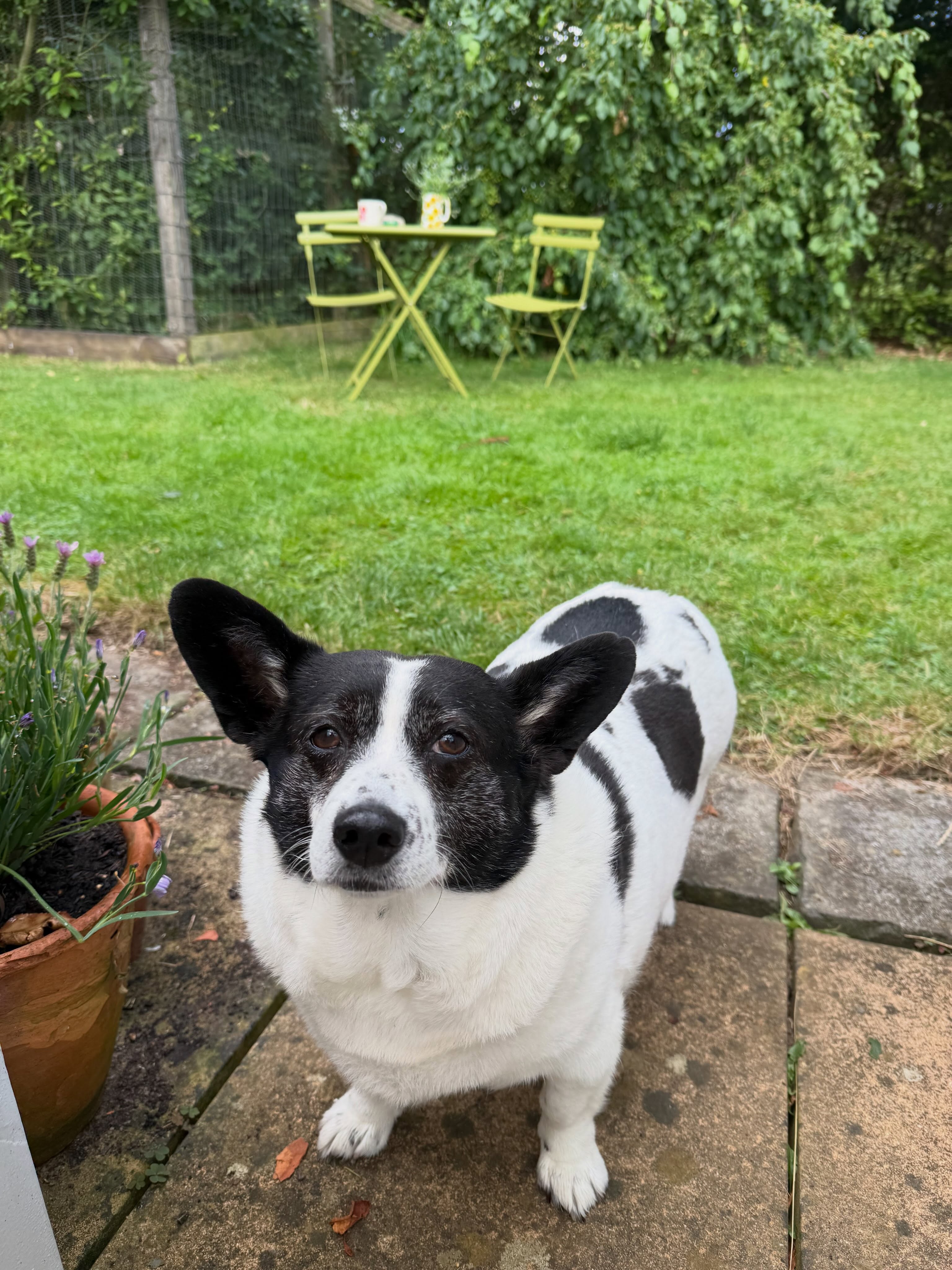 Iz whizz is on gardening duty again and wants to wish everyone a happy weekend 😉❤️🪴🐕🌻 Look at that face!
#saturdaymood #inthegarden #rescuedogsrock #weekendplans #somerset