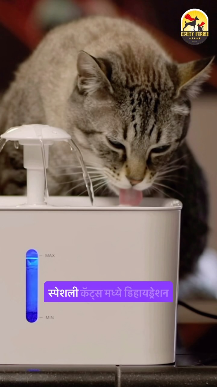 Just because it’s raining doesn’t mean your pet needs less water! 🌧️💧🐶🐱
Many pet parents assume that cooler weather means their furry friends stay hydrated automatically. But during the monsoon, pets often drink less water, which can quietly lead to dehydration if you’re not paying attention.
Hydration is essential for:
💧 Healthy digestion
🐾 Better energy levels
❤️ Proper organ function
🌿 Healthy skin and coat
😊 Overall well-being
Here are a few simple ways to encourage your pet to stay hydrated:
🐶 Keep fresh, clean water available at all times
🥣 Wash and refill water bowls regularly
📍 Place multiple water bowls around your home
🍉 Include moisture-rich foods where appropriate (as advised by your vet)
Watch for signs like dry gums, low energy, excessive panting, or reduced appetite—they could indicate dehydration.
Rain or shine, water is one of the most important parts of your pet’s daily routine. A well-hydrated pet is a healthier, happier pet! 💙🐾
📍 Mighty Furries – Premium Pet Store & Grooming Center
📞 089284 84878
#MightyFurries #MonsoonPetCare #PetHydration #PetHealth