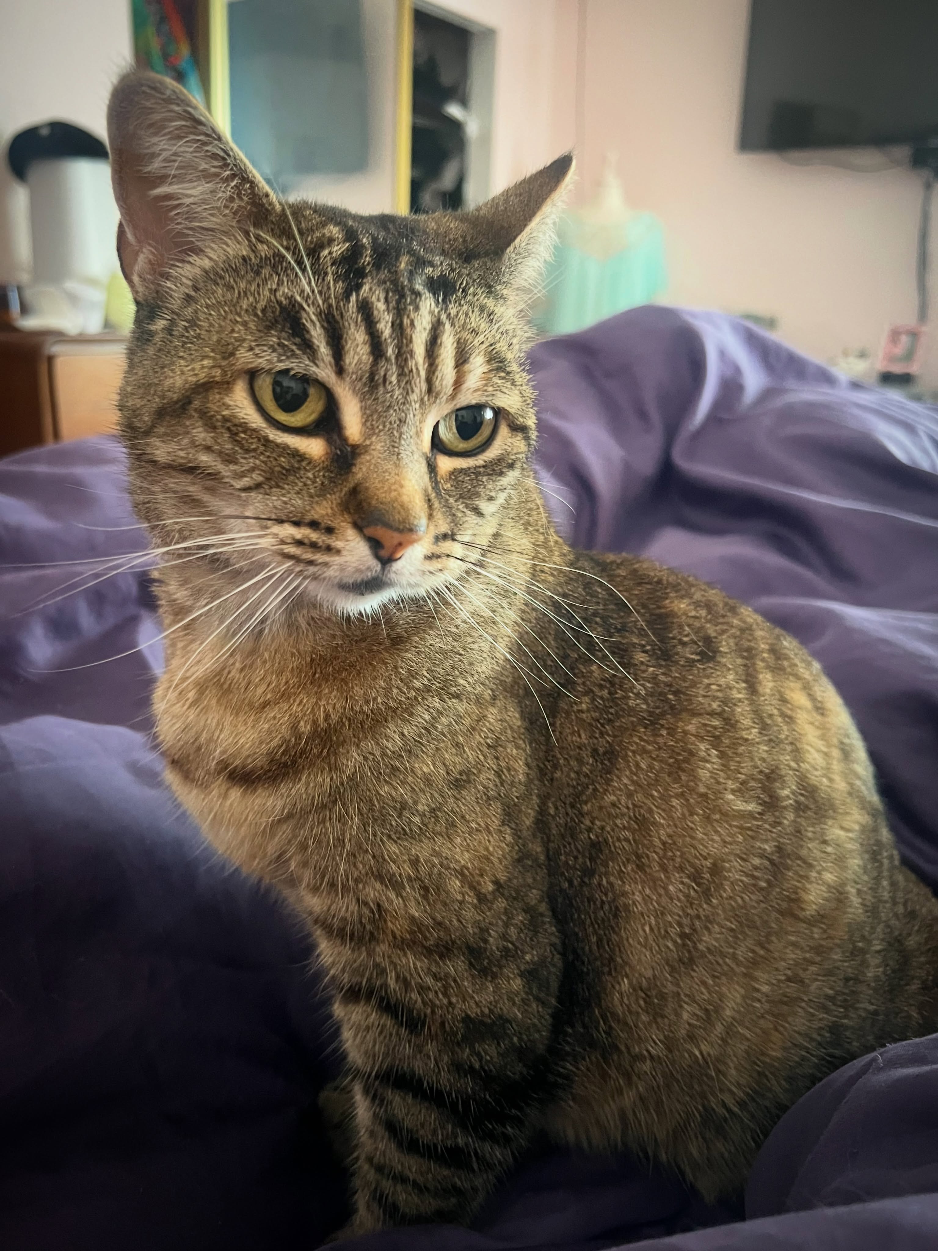 Cat mornings
First order of business
They don’t let me forget