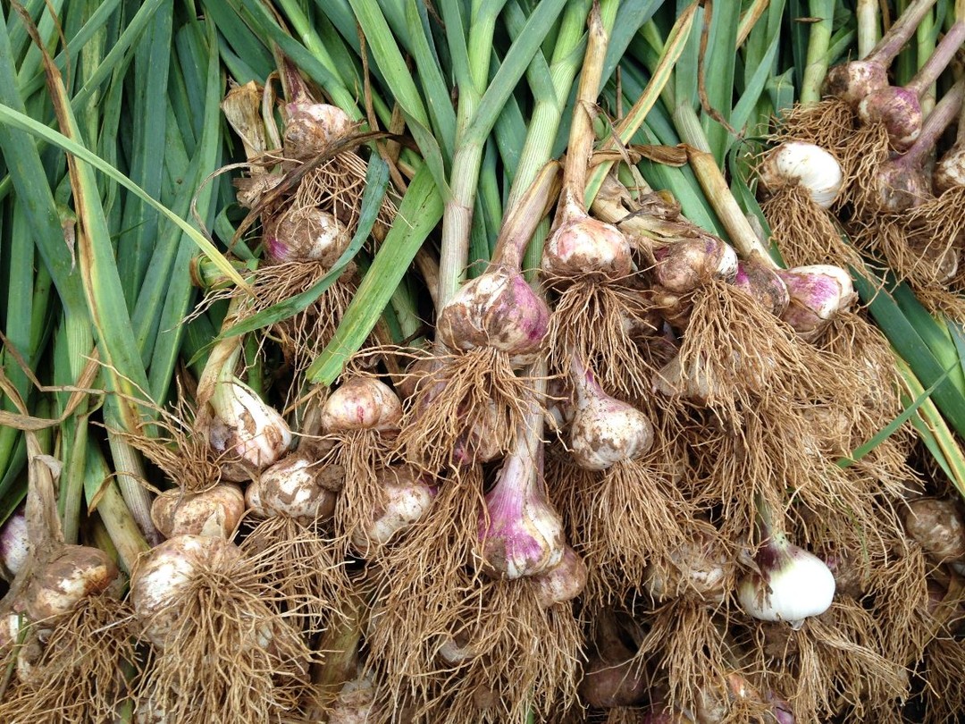 garlic harvest completed for 2026
