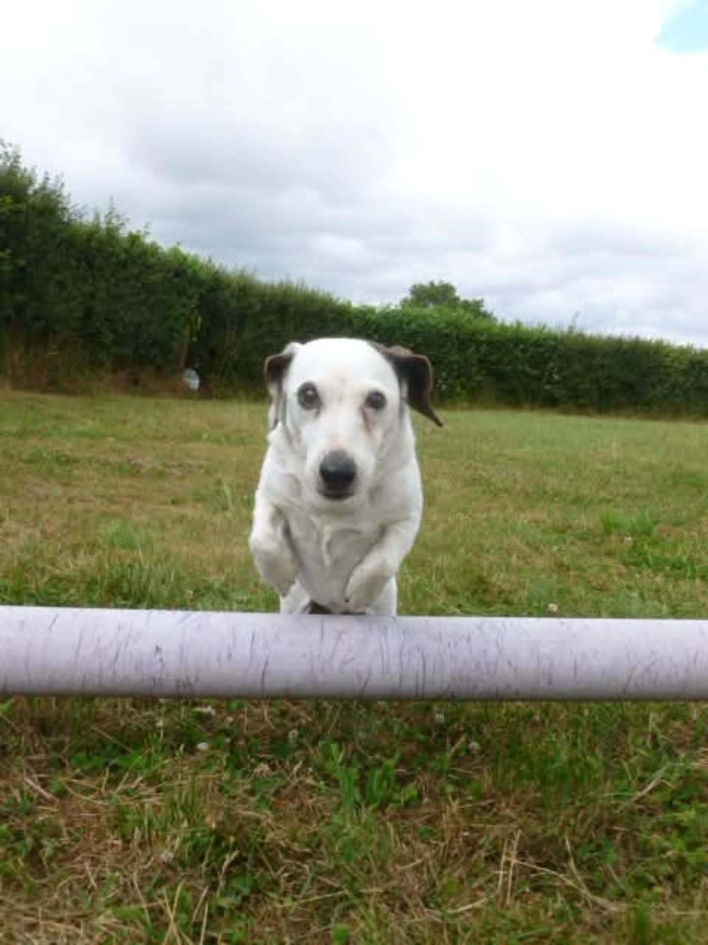 Every dog has a natural, hardwired instinct to chase and try to catch moving objects.
This prey drive is often higher in breeds like sighthounds, terriers or herding breeds like border collies.
Trying to suppress these feelings leads to frustration for both dog and owner. The key is finding a safe and secure environment for your dog to exercise in while building trust, learning recall or "leave it".
Even if your dogs recall is pretty good, we recommend semi-regular trips to a secure dog walking field like ours to sharpen training and strengthen the bond with your dog.
To book an induction walk in either of our secure dog walking fields in Littlehempston please click the link in our bio.
#SecureDogField
#PositiveTraining
#StressFreeWalking
#ReactiveDogs