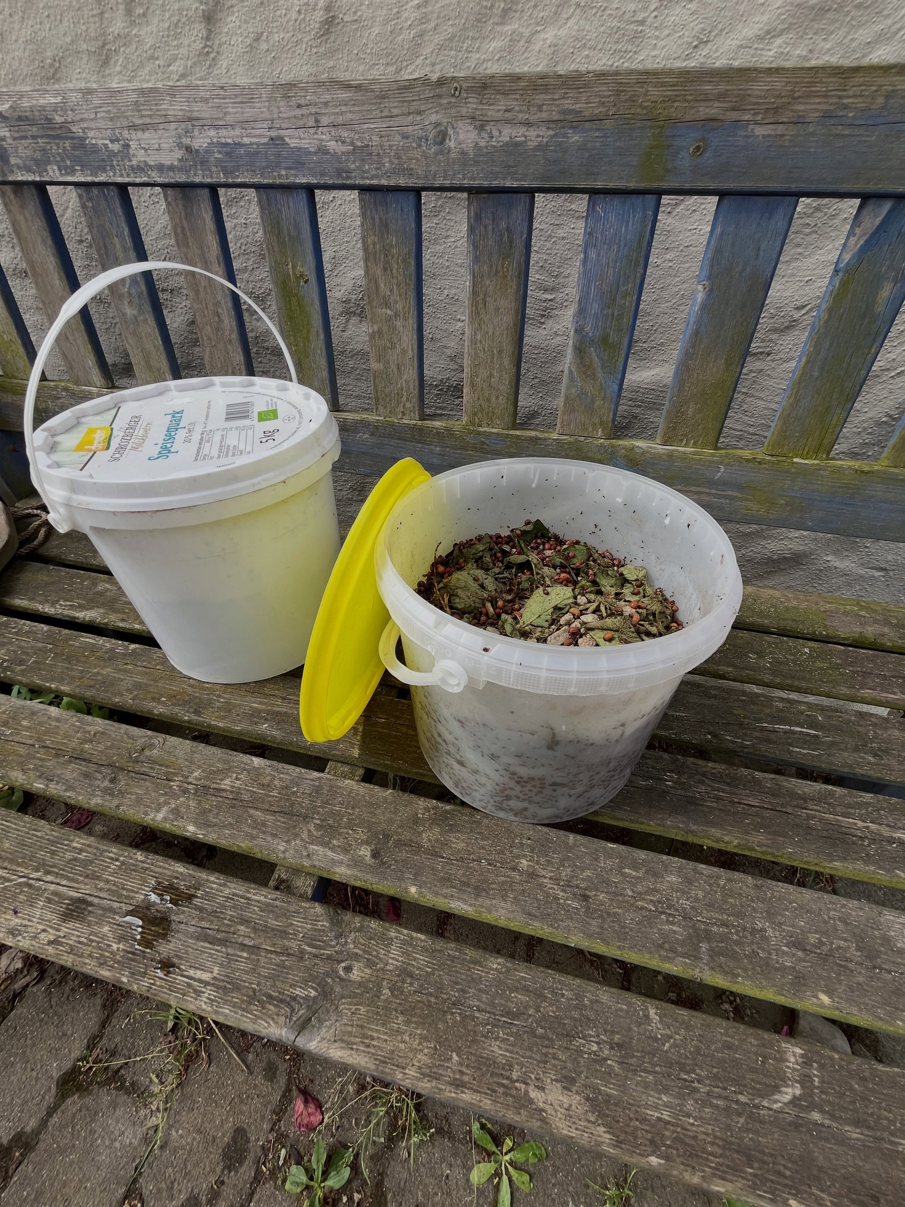 Für alle, die wissen wollen wieviele Kartoffelkäfer so auf 3000m2 zusammenkommen: Fast ein voller 5L Eimer! #bio #kartoffeln #regenerativelandwirtschaft #bioland