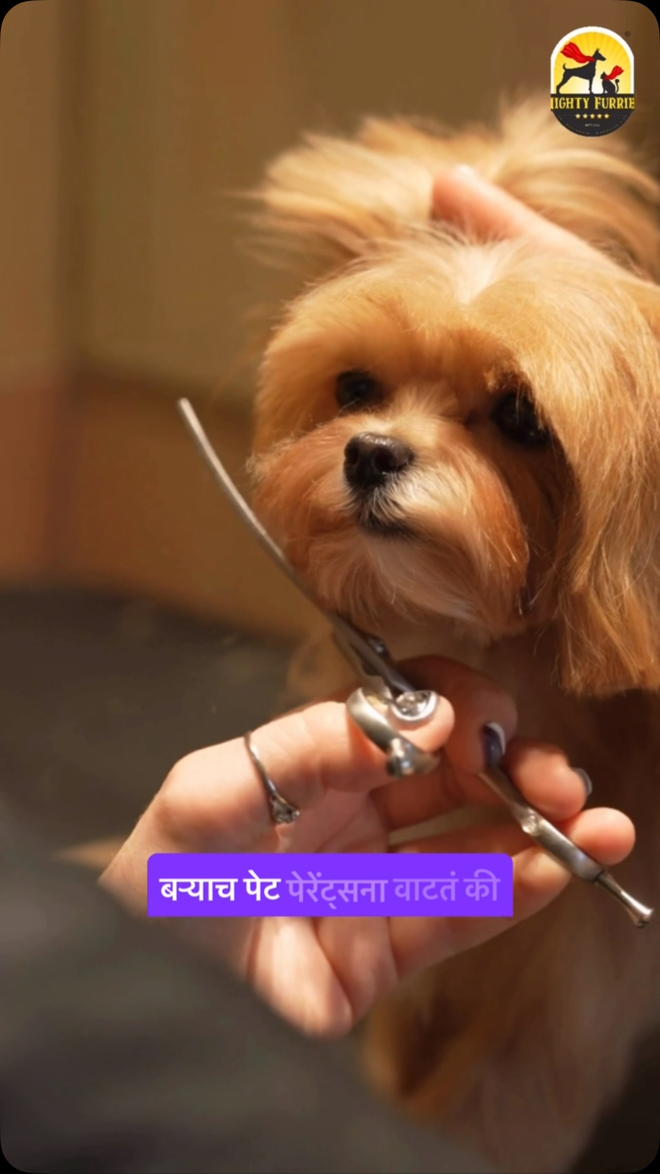 Skipping your pet’s grooming during monsoon? It might do more harm than you think. 🌧️🐶🐱
The rainy season brings increased humidity, wet fur, muddy walks, and moisture buildup—all of which can affect your pet’s skin and coat. Without regular grooming, these conditions can lead to matting, bad odours, fungal infections, itching, and skin irritation. 🐾
Here’s why grooming is essential during monsoon:
✨ Removes dirt and excess moisture from the coat
🛁 Helps prevent skin infections and matting
👂 Keeps ears clean and reduces the risk of infections
🐾 Maintains healthy paws after rainy walks
💙 Keeps your pet feeling fresh, clean, and comfortable
Grooming isn’t just about appearance—it’s an important part of your pet’s overall health and hygiene, especially during the rainy season.
A little grooming today can prevent bigger problems tomorrow. Let your furry friend enjoy a healthy, itch-free, and comfortable monsoon! 🌦️🐾
📞 Book your pet’s grooming session today: 089284 84878
📍 Mighty Furries – Premium Pet Store & Grooming Center
Because a clean coat means a happier, healthier pet. ❤️🐶🐱
#MightyFurries #MonsoonPetCare #PetGrooming #DogGrooming #CatGrooming