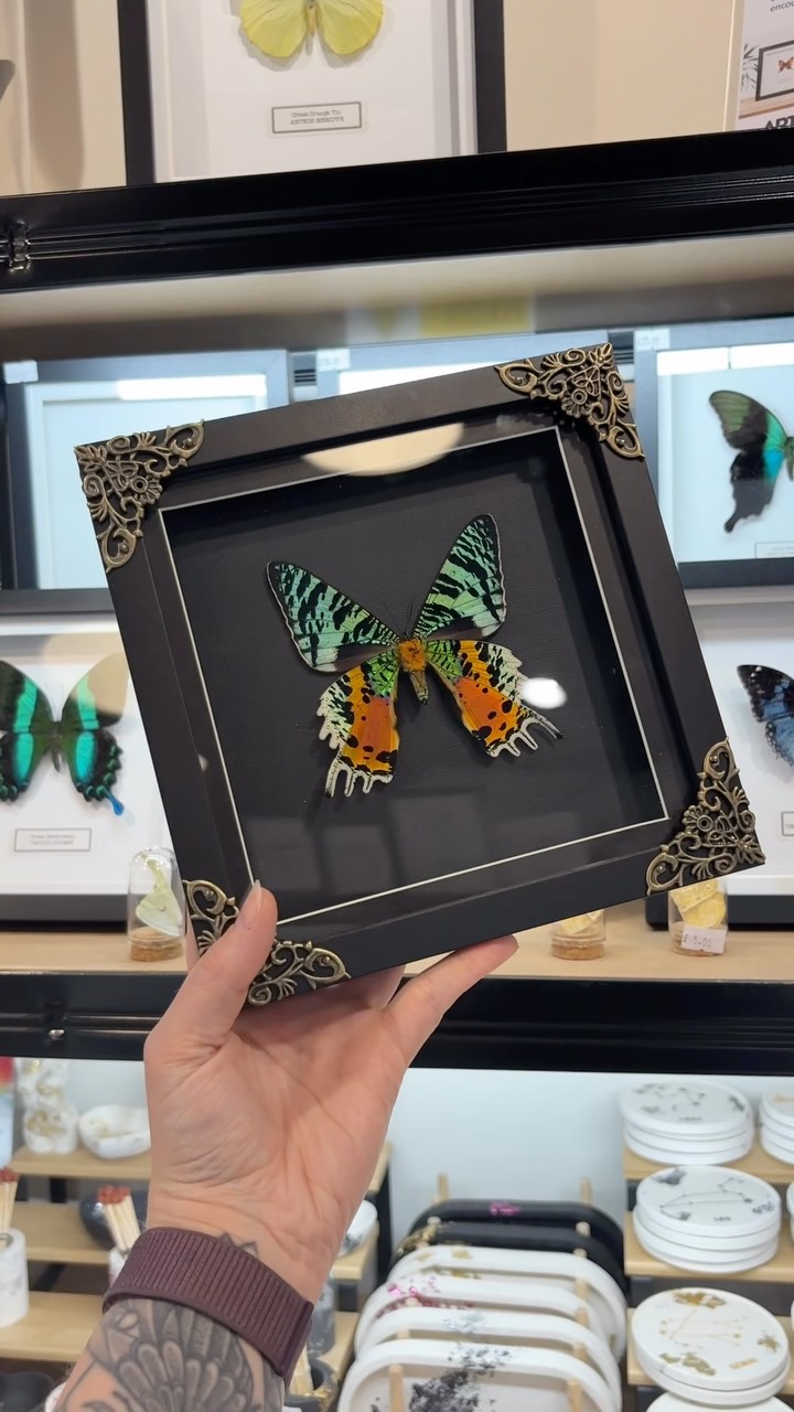 Gothic Style Frames have made their way to @artandsoulhub in Leeds Queens Arcade! 🖤
One of the coolest shops in Leeds for small business, original artist work! Perfect stop if you are looking for a gift or to treat yourself.
Can also be found on our website as always 🖤
#entomologyart #naturalhistory #leeds #taxidermyforsale framedbutterfly