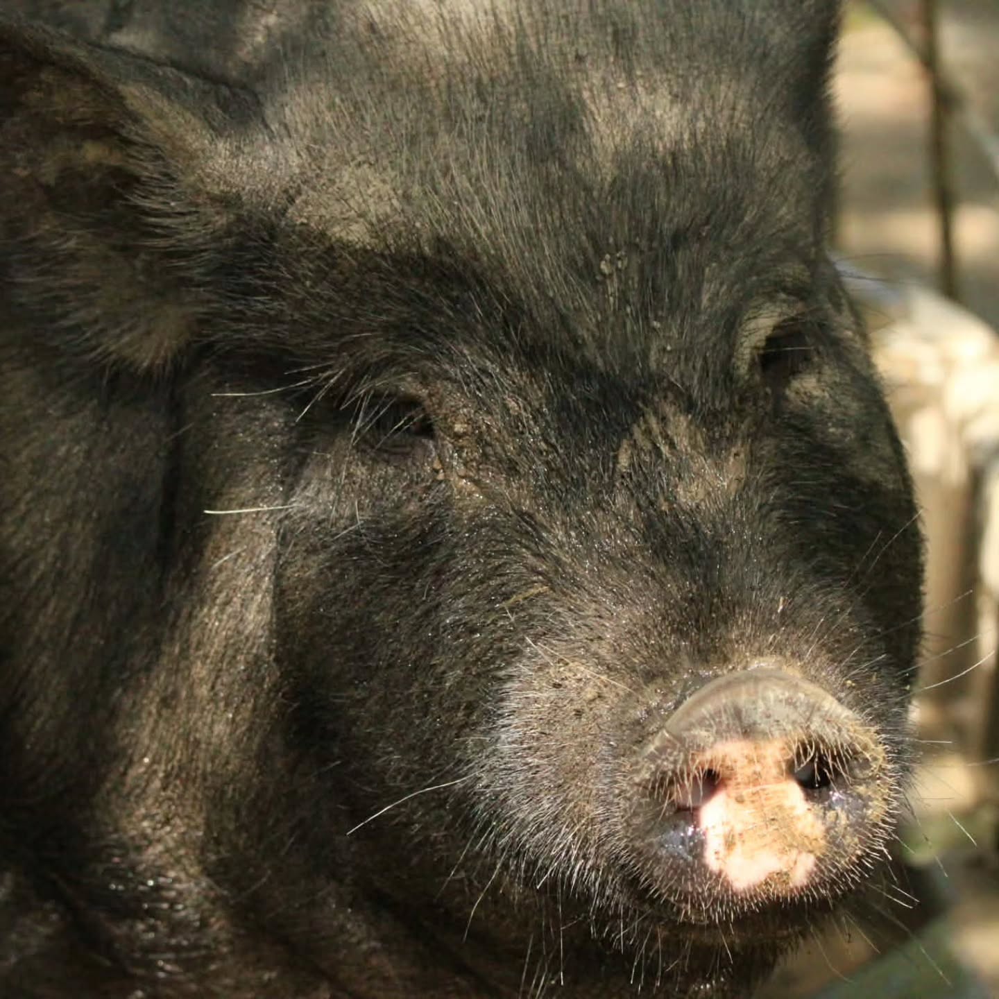 What gorgeous photos, thanks to our volunteer Jen 📷🐷 Jen is helping us apply for a grant to potentially cover about 25 spays and neuters for the Operation Squeal City pigs. We still have 70 needing to get fixed, so this grant could really make a difference in the coming months. We are so thankful to all those who have donated so far: from $5 to $30 to $100 and more, every dollar has made a huge impact for these pigs. We have our fencing, sheds, and initial neuters covered but we still have tens of thousands more left to raise!
Donate today: bit.ly/supportPSR
#hoarderssuck #pigsofinstagram #animalsanctuary #animalrescue #operationsquealcity