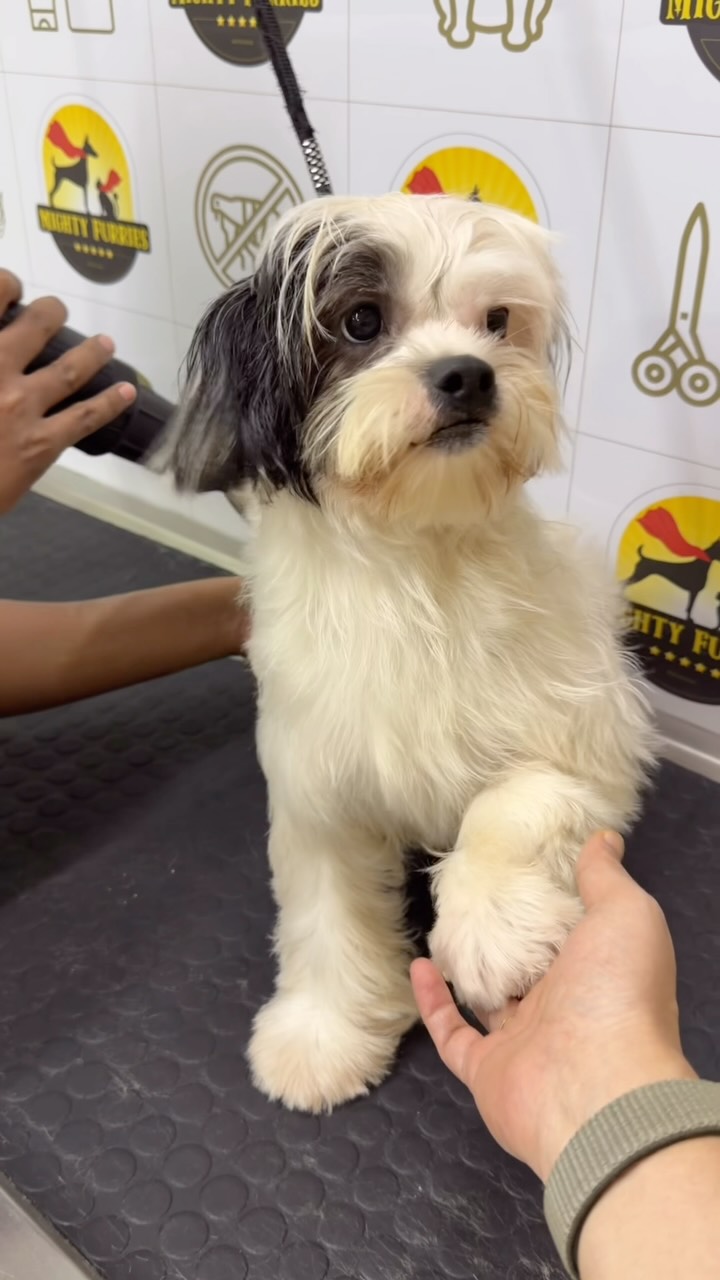 A fresh groom isn’t just about looking adorable—it’s about feeling comfortable, healthy, and confident too! 🐶🐱✨
At Mighty Furries, every grooming session is designed with your pet’s comfort and well-being in mind. From a refreshing bath and gentle brushing to nail trimming, ear cleaning, and coat care, our professional groomers make sure your furry companion receives the care they deserve. 🛁🐾
Regular grooming helps:
✨ Keep the coat clean and healthy
🐾 Reduce shedding and matting
👂 Maintain ear hygiene
✂️ Trim nails for better comfort
💙 Detect skin concerns early
Whether it’s a routine grooming session or a seasonal makeover, we’re here to make every visit a happy and stress-free experience for your pet.
Because a clean pet is a happy pet—and a happy pet means a happier pet parent! 🐾❤️
📞 Book your pet’s grooming session today: 089284 84878
📍 Mighty Furries – Premium Pet Store & Grooming Center
Give your furry friend the pampering they deserve! 🐶🐱✨
#MightyFurries #PetGrooming #DogGrooming #CatGrooming #PetCare