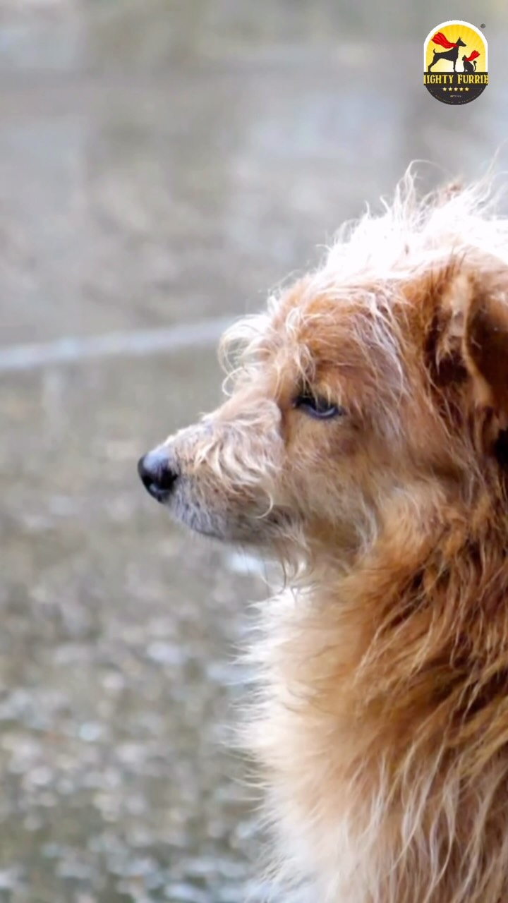 Has your pet been eating a little less since the monsoon arrived? 🌧️🐶🐱
Don’t worry—it’s more common than you think!
Changes in weather, increased humidity, and reduced physical activity during the rainy season can naturally affect your pet’s appetite. Just like us, pets may feel less hungry when the weather is damp and cool.
Here’s how you can help:
🍽️ Serve fresh, nutritious meals
🥣 Offer smaller portions more frequently
💧 Ensure clean drinking water is always available
🧼 Don’t leave food out for too long in humid weather
👀 Keep an eye on your pet’s energy levels and eating habits
A slight drop in appetite can be normal, but if your pet refuses food for an extended period, appears lethargic, or shows signs of illness, it’s best to consult your veterinarian without delay.
A balanced diet and proper care during monsoon help keep your furry companion healthy, active, and ready to enjoy the season. 💙🐾
📍 Mighty Furries – Premium Pet Store & Grooming Center
📞 089284 84878
#MightyFurries #MonsoonPetCare #PetNutrition #PetHealth