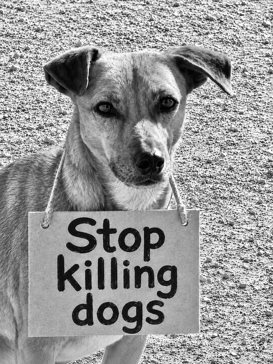 ‼️ Gemeinsam gegen Hundetötungsstationen in Rumänien! 🐾
🕯️ Vom 05.07. bis 12.07. findet eine Online-Mahnwache statt – jede/r kann mitmachen.
Zahlreiche Tierschutzvereine und engagierte Privatpersonen haben sich zusammengeschlossen, um ein starkes Zeichen gegen die Tötung unschuldiger Hunde zu setzen.
Jeder Hund verdient eine Chance auf Leben & nicht den grausamen Tod in einer Tötungsstation!
✍️ Unterschreibt jetzt die Petition:
https://hunderettung-europa.de/petition-hundetoetung/
📢 Teilt diesen Beitrag, erzählt anderen davon und helft mit, den Hunden eine Stimme zu geben.
Jede Unterschrift. Jede Stimme. Jedes Teilen zählt.
🐾 Lasst uns gemeinsam laut werden – für die, die es selbst nicht können!