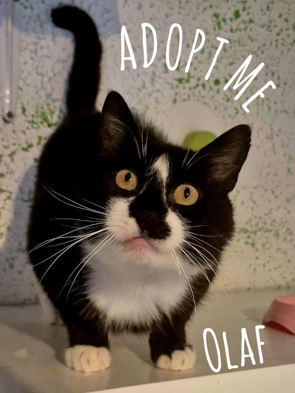 Tollpatsch Olaf sucht sein Für-Immer-Zuhause ❤️
Wer Olaf kennenlernt, versteht sofort, warum man sich in ihn verliebt.
Der liebe 6 jährige Kater steckt voller Lebensfreude und Zuneigung. Menschen liebt er über alles, mit anderen Katzen versteht er sich wunderbar und ein gefüllter Futternapf sowie ein gemütliches Nickerchen gehören für ihn zu den schönsten Dingen der Welt. Eigentlich gibt es kaum etwas, das Olaf nicht mag – er genießt einfach jeden Tag in vollen Zügen und ist ein absoluter Anfängerkater ✨
Olaf hat allerdings eine ganz besondere Eigenheit: Er ist unser liebenswerter Tollpatsch. Hohe Sprünge gelingen ihm nicht immer und beim Klettern auf Leitern verheddern sich seine Pfötchen manchmal. Statt ihn weniger besonders zu machen, verleiht ihm genau das seinen unverwechselbaren Charme. 🥹
Als Olaf zu uns kam, hatte er eine schwer verletzte Pfote. Die Wunde war so schlimm, dass sich die Infektion bereits bis in den Knochen ausgebreitet hatte. Er muss große Schmerzen gehabt haben. Alles deutet darauf hin, dass er früher einmal ein Zuhause hatte, dann aber ausgesetzt wurde. Auf der Straße wusste er sich nicht zu helfen. Statt vor Menschen davonzulaufen, suchte er ihre Nähe und hoffte auf Hilfe – doch die meisten gingen einfach an ihm vorbei.
Zum Glück liegt diese Zeit hinter ihm. Seine Pfote ist vollständig verheilt, eine Amputation war nicht nötig und heute hat Olaf überhaupt keine Probleme mehr. Er rennt, spielt und klettert – eben so gut, wie es einem kleinen Tollpatsch möglich ist. ❤️
Mit anderen Katzen versteht sich Olaf bestens und würde sich über eine Samtpfote im neuen Zuhause sehr freuen oder gemeinsam mit einem Katzenfreund ausziehen. Vor allem aber wünscht er sich Menschen, die ihn genauso lieb haben, wie er sie.
Unser kleiner Tollpatsch Olaf wartet derzeit noch im Katzenasyl in Polen und könnte schon am 26.07. mit unserem nächsten Transport nach Deutschland ausreisen.
Weiter in den Kommentaren ⬇️
#catrescue #adoptacat #tierschutz