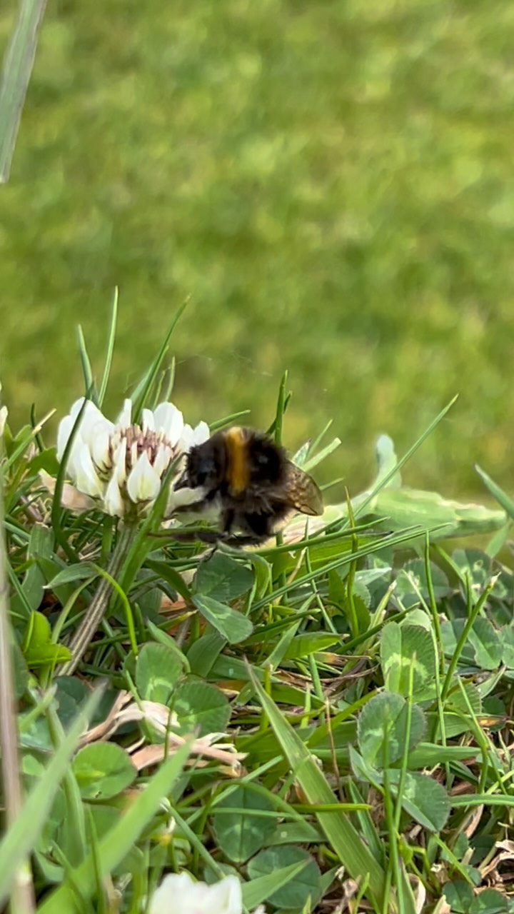 Just picking up a few nectar points
#lawnbowlsforlife #justbeesandthingsandflowers #parliamenthill #hampsteadheath #thatshowweroll