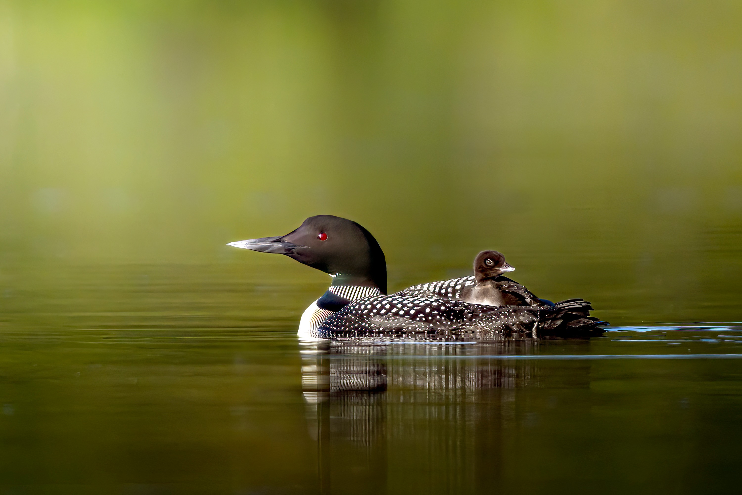 Morning perfection! #sharbotlake #loons #nikonpro #beautiful #birdphotography