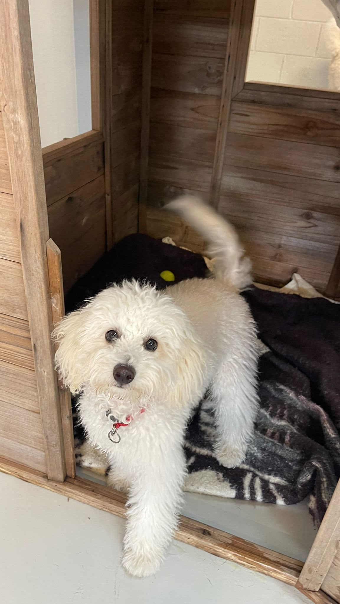 The cutest furiendship EVER 🥹🥰🐾🐶💛
.
.
.
.
.
.
#doggydaycare #furiends #furiendship #cutenessoverload #dogsofauckland @flu.ffyollie