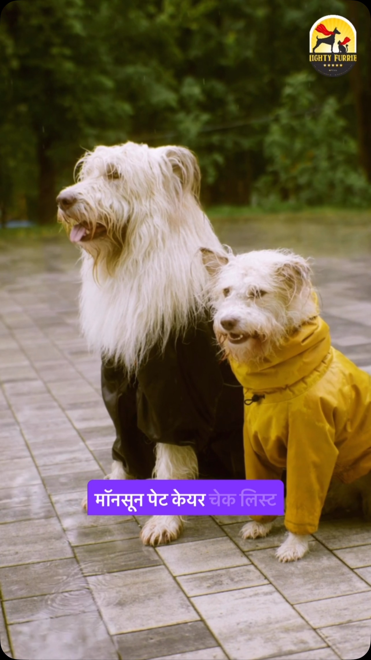 Monsoon is here, and so is the need for a little extra care for your furry companion! 🌧️🐶🐱
The rainy season brings humidity, muddy walks, wet paws, and an increased risk of skin infections, ticks, fleas, and ear problems. A few simple habits can help keep your pet healthy, comfortable, and happy throughout the season. 🐾💙
Here’s your Complete Monsoon Care Checklist ✅
✔️ Wipe and dry paws after every walk
✔️ Keep your pet’s coat clean and moisture-free
✔️ Schedule regular grooming sessions
✔️ Clean and check ears regularly
✔️ Brush the coat to prevent matting
✔️ Check for ticks and fleas after outdoor walks
✔️ Wash bedding and blankets frequently
✔️ Serve fresh food and clean drinking water daily
✔️ Keep your home and your pet’s resting area dry and hygienic
Remember, prevention is always better than treatment. A little extra attention during monsoon can help avoid common seasonal issues and keep your pet feeling their best. ✨
Save this checklist, share it with fellow pet parents, and make this monsoon a safe and happy one for your furry family member. 🐾🌧️
📞 Book your grooming session today: 089284 84878
📍 Mighty Furries – Premium Pet Store & Grooming Center
#MightyFurries #MonsoonPetCare #PetCareChecklist #PetCareTips #PetGrooming