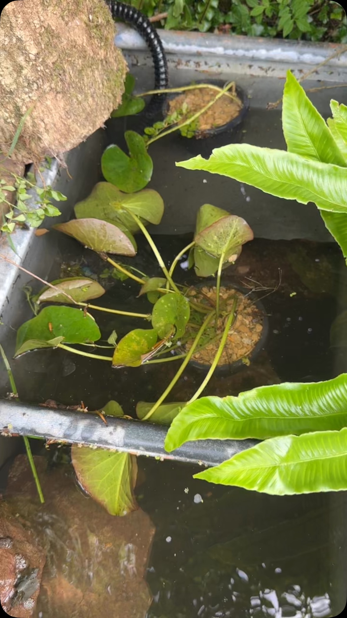 I was thinking about buying some water lilies for the troughs.
This morning, my neighbour messaged me to say she was clearing out her pond and did I want any water lilies!!!!
I was over there in a flash!
Just perfect! 😍
@poposoapsolar
#gardeningforwildlife